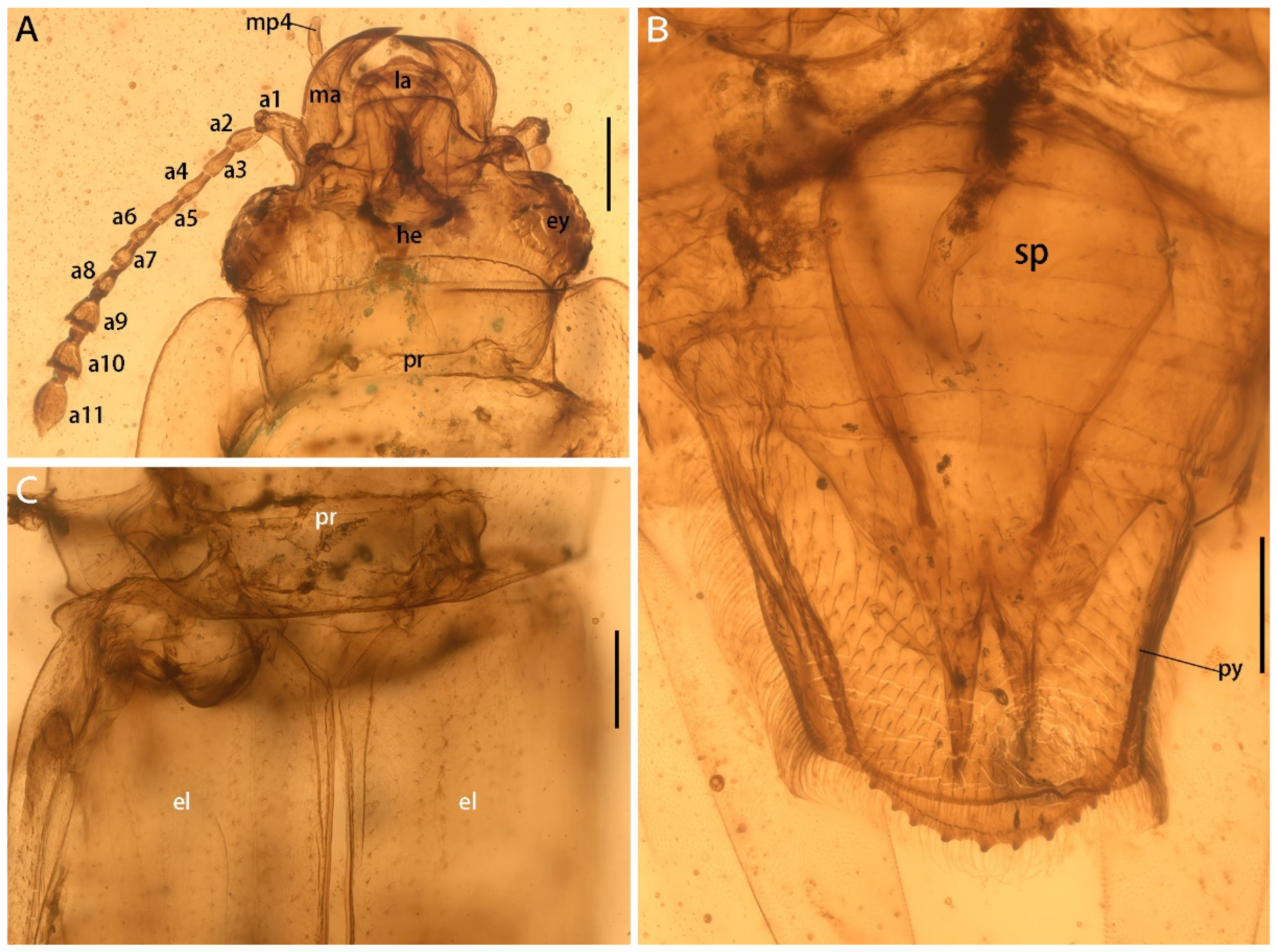Insects 13 00884 g002