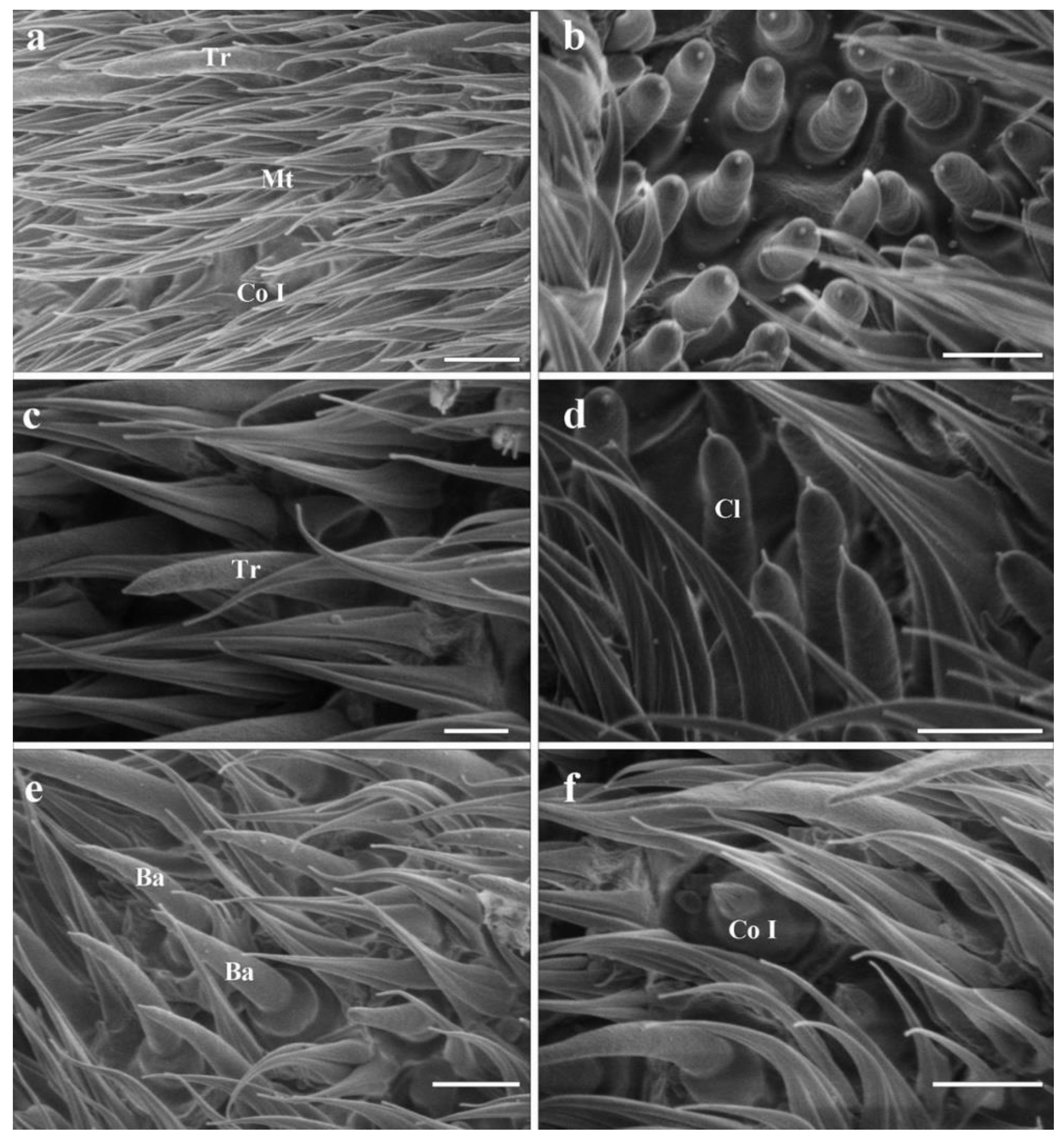 Insects 13 00889 g004