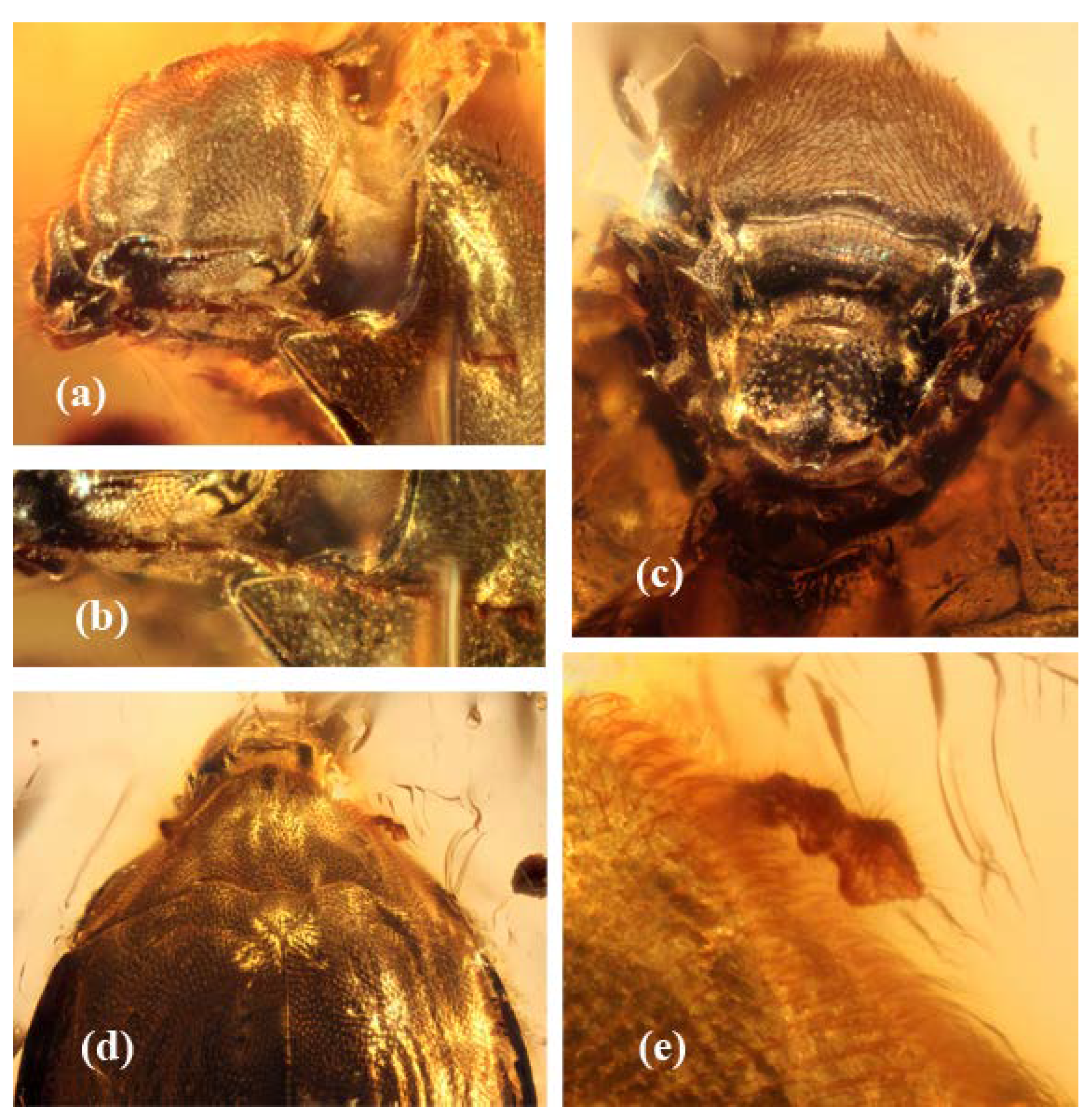 Insects 13 00891 g003