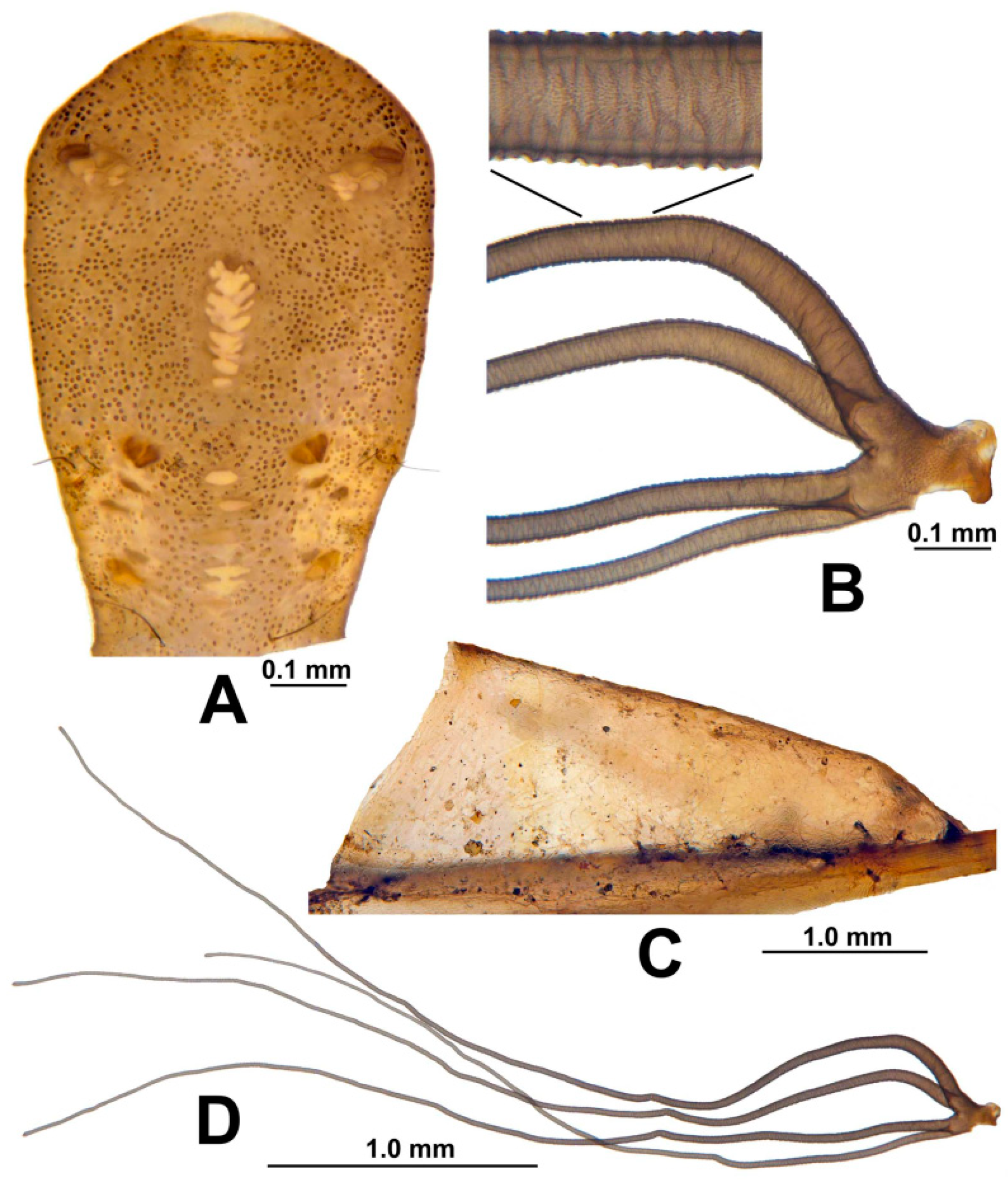 Insects 13 00903 g010