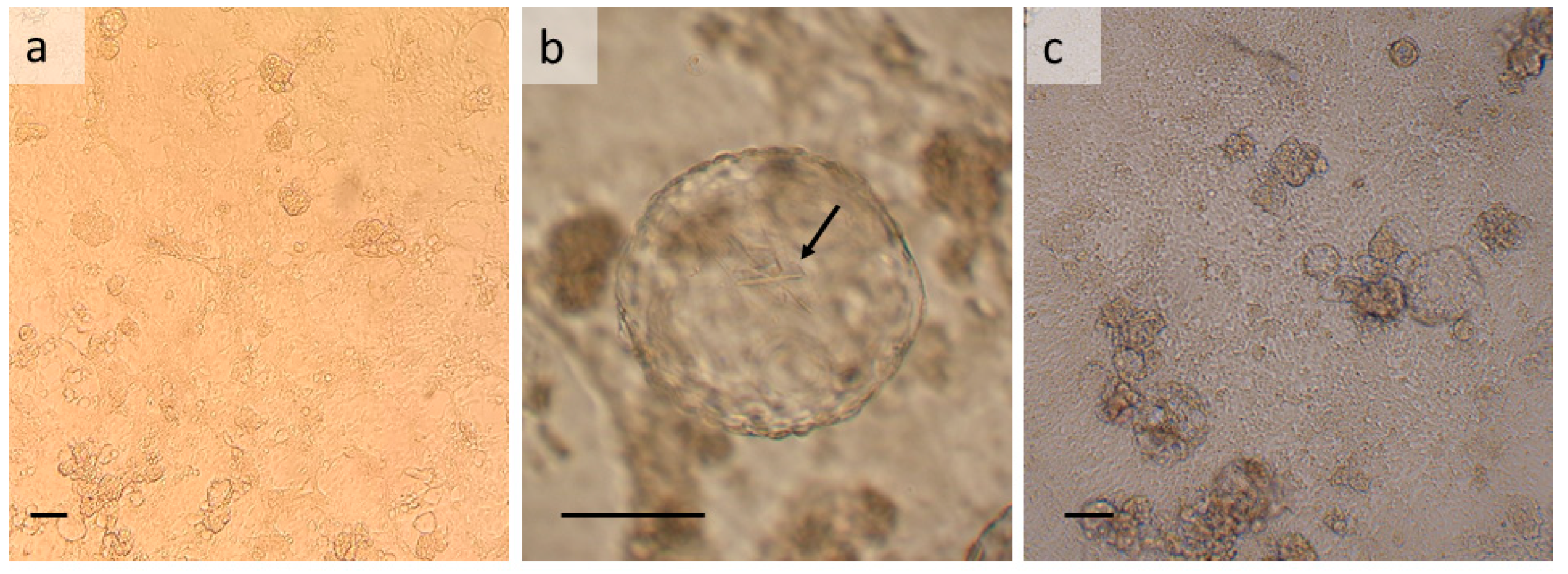 Insects 13 00906 g002