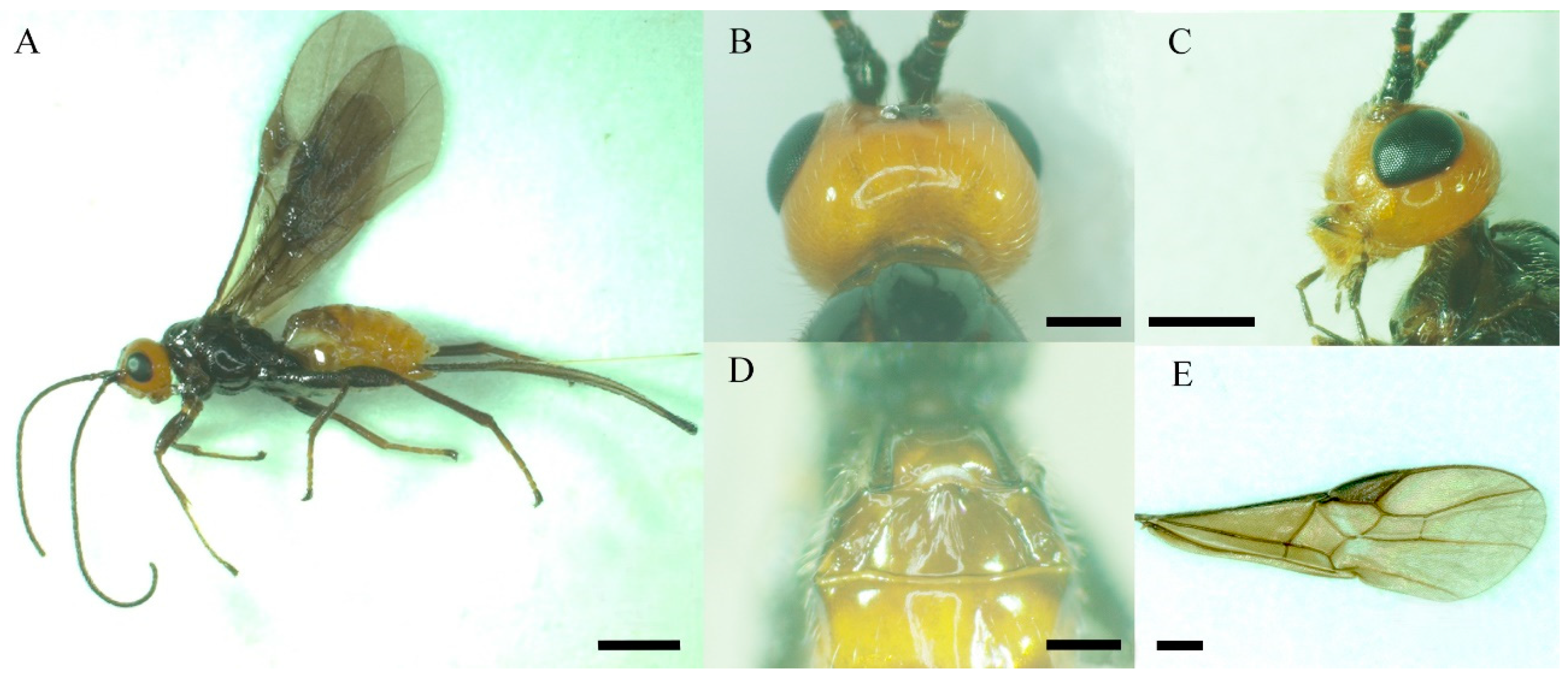 Insects 13 00907 g001