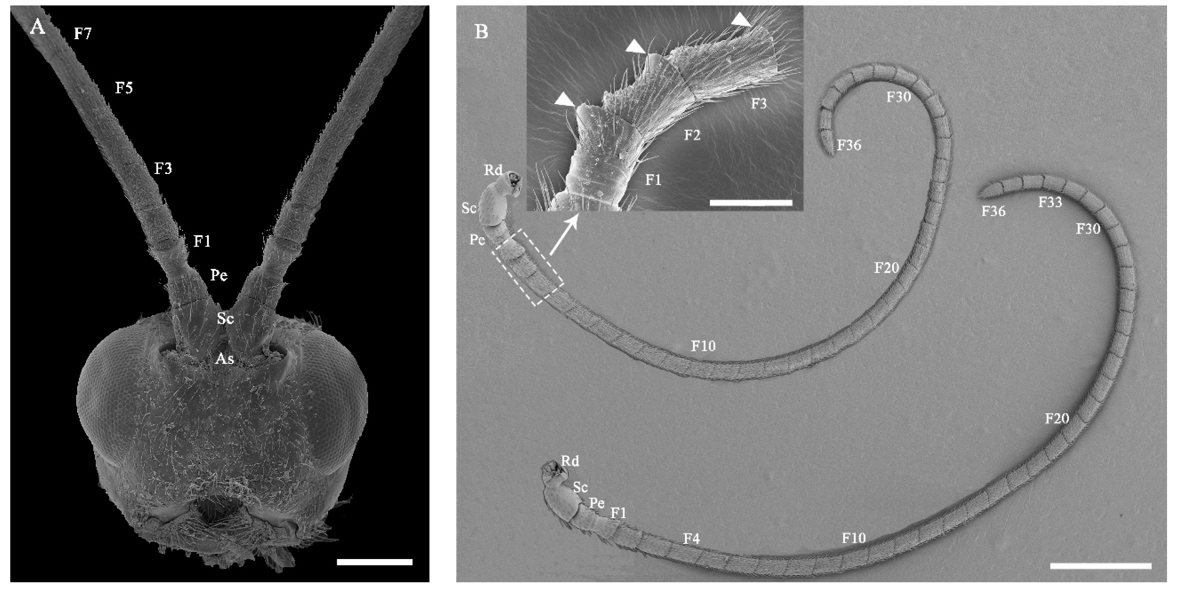 Insects 13 00907 g002