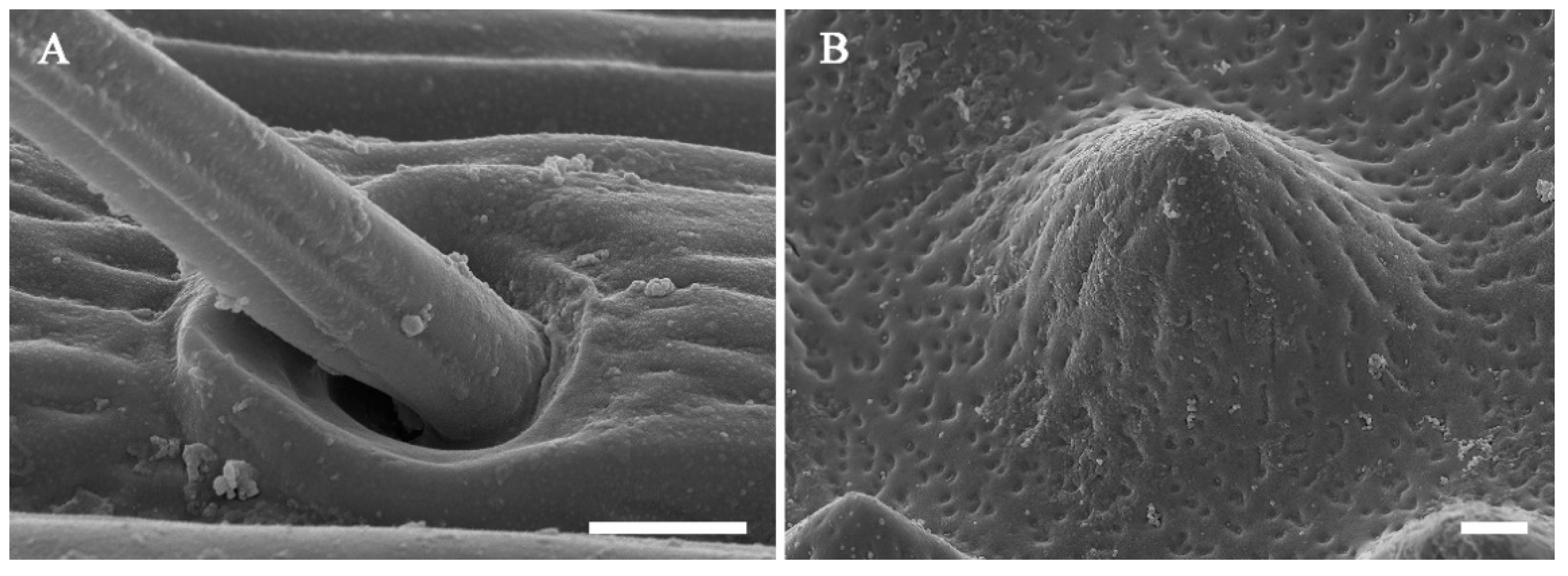 Insects 13 00907 g004