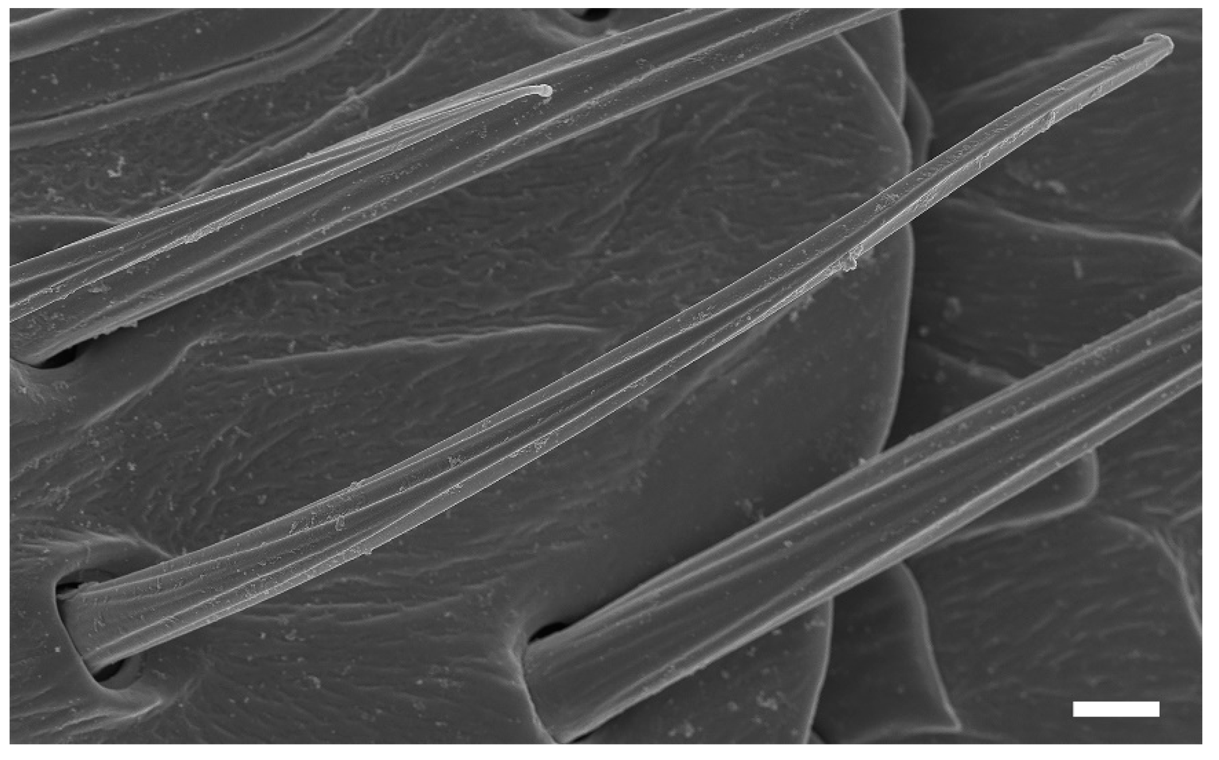 Insects 13 00907 g005