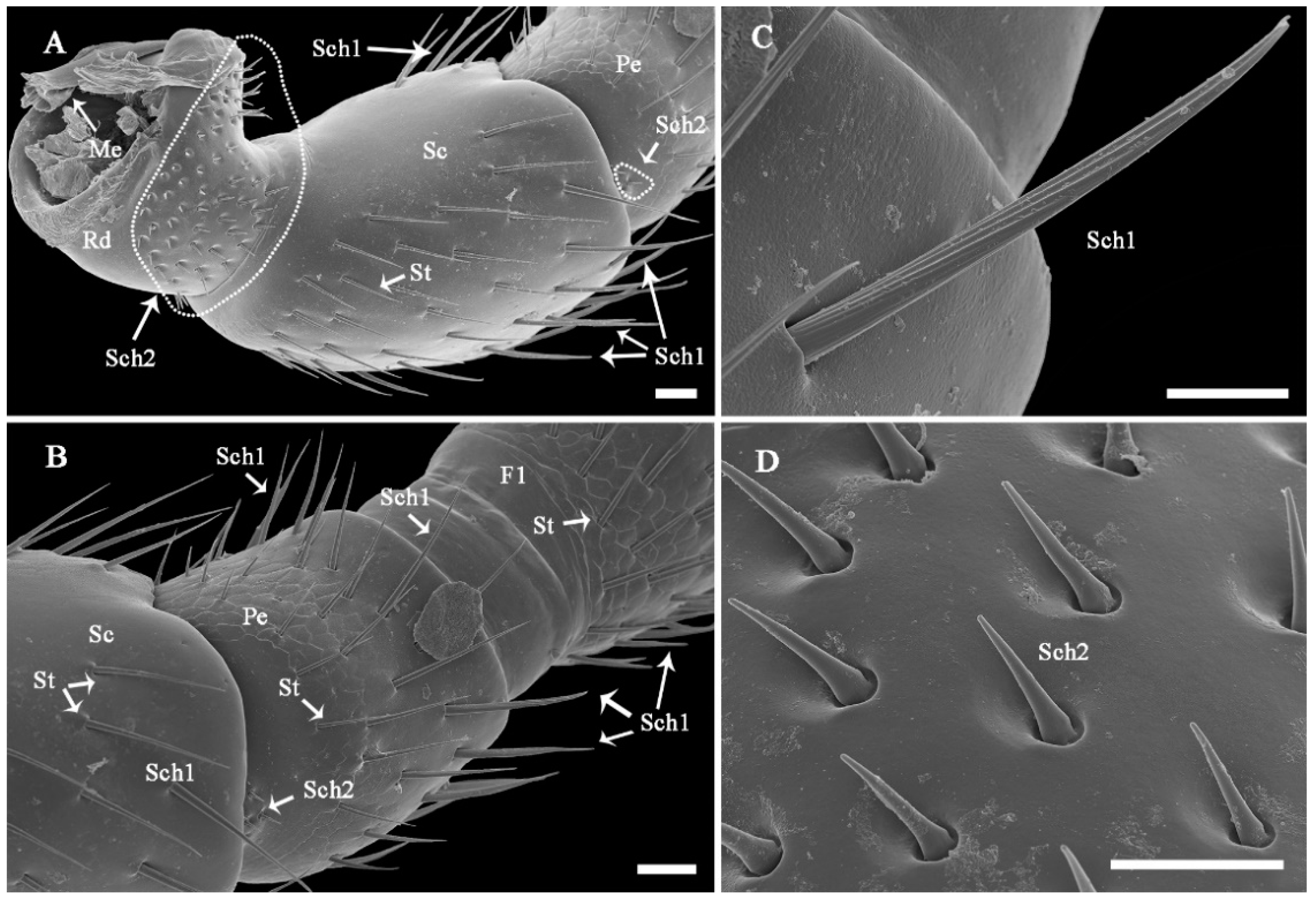 Insects 13 00907 g006