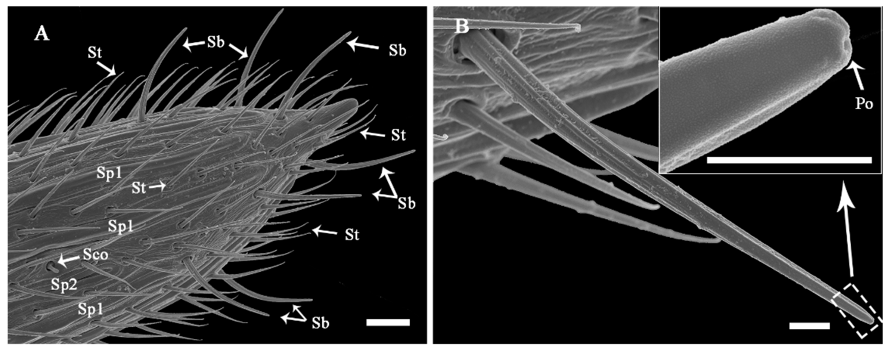 Insects 13 00907 g007