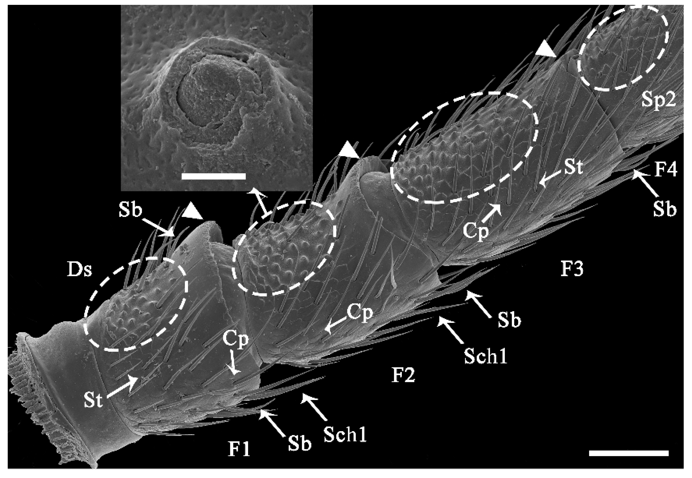 Insects 13 00907 g011