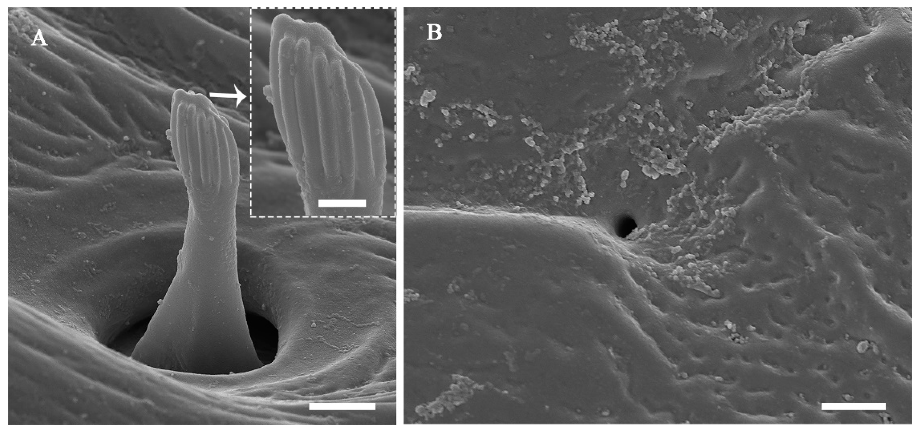 Insects 13 00907 g012