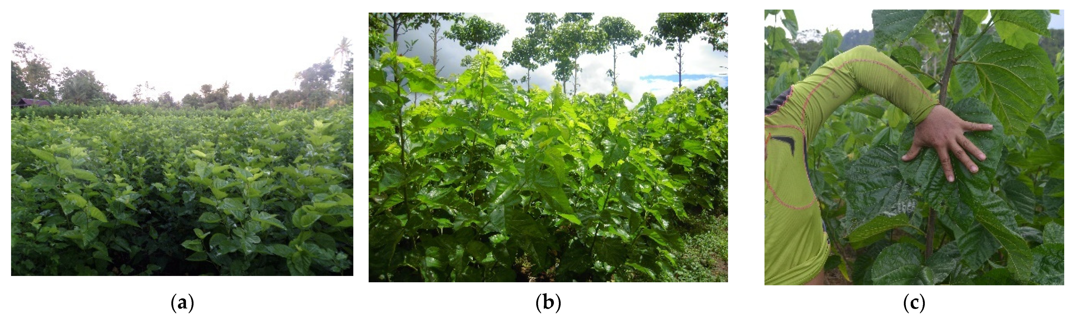 Insects 13 00913 g002