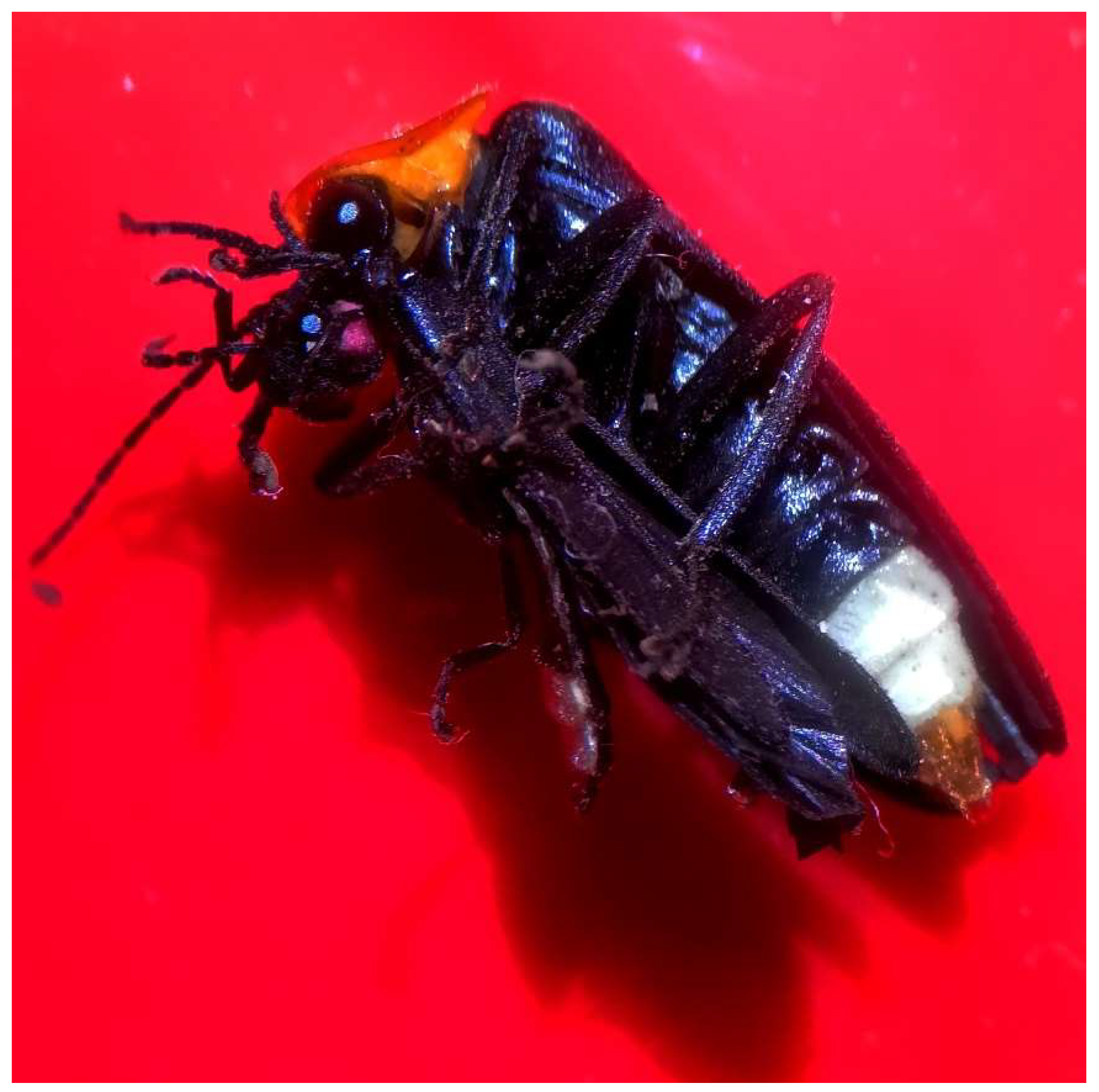 Insects 13 00915 g002