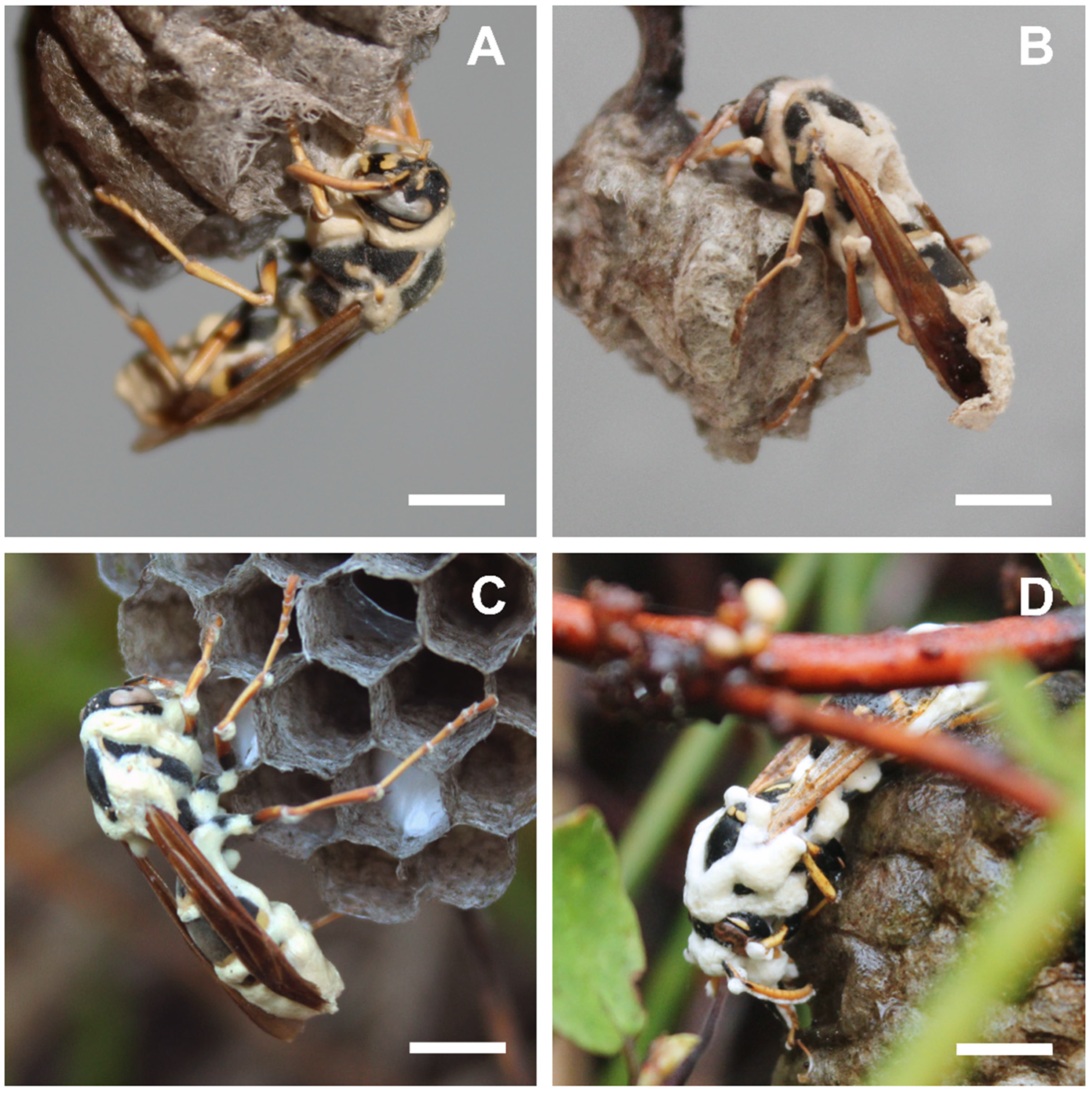 Insects 13 00922 g001