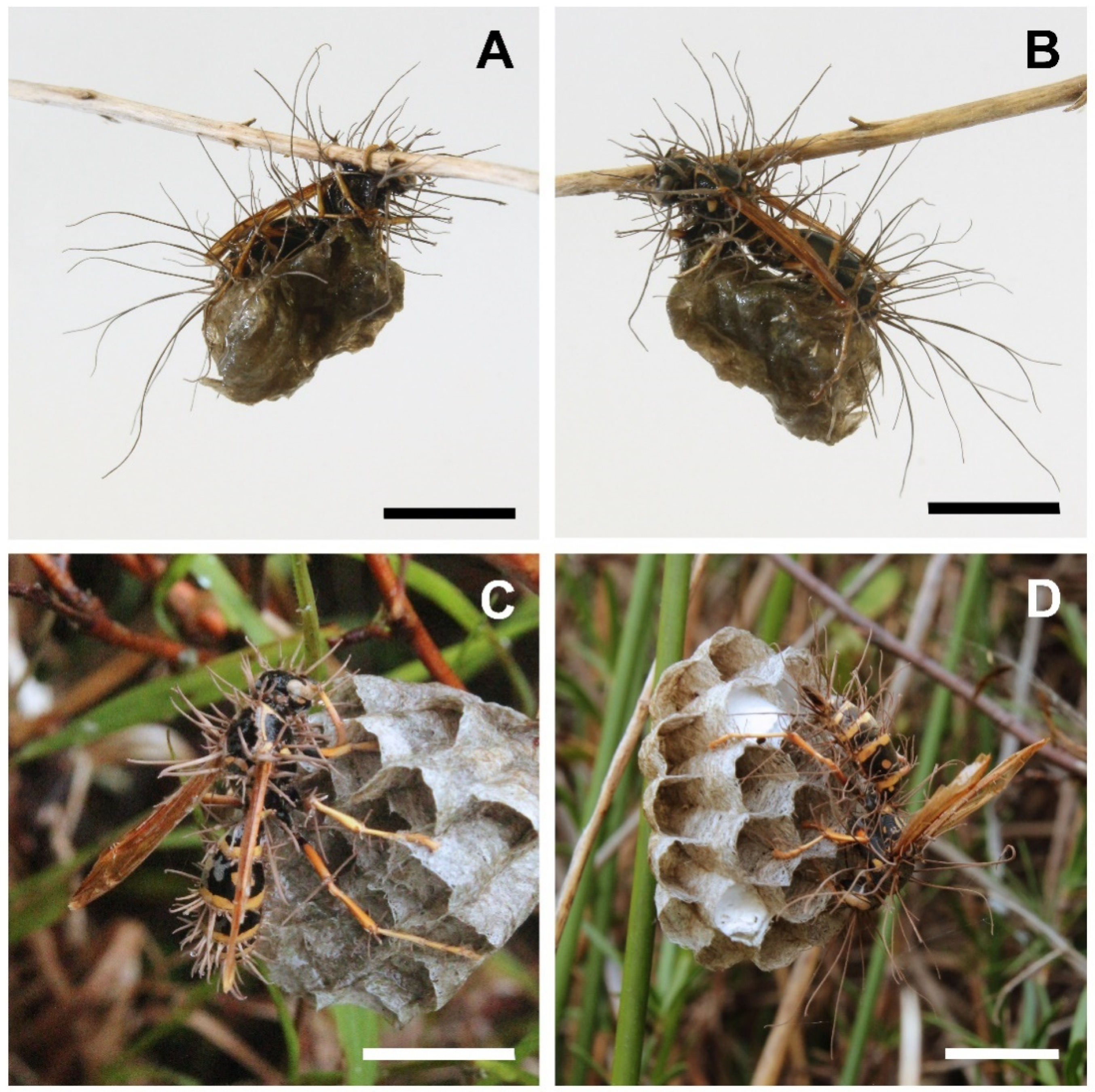 Insects 13 00922 g002