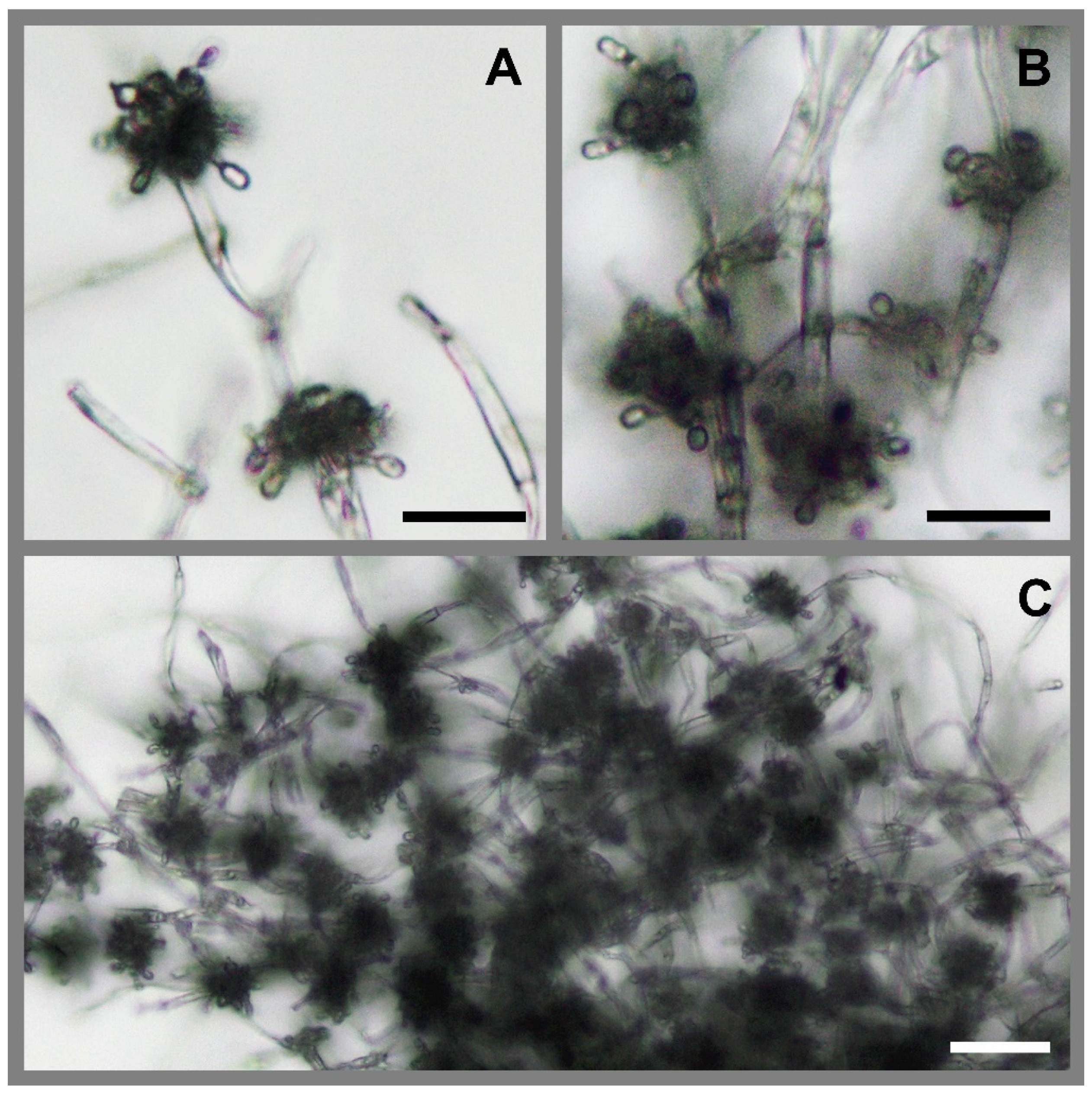 Insects 13 00922 g004