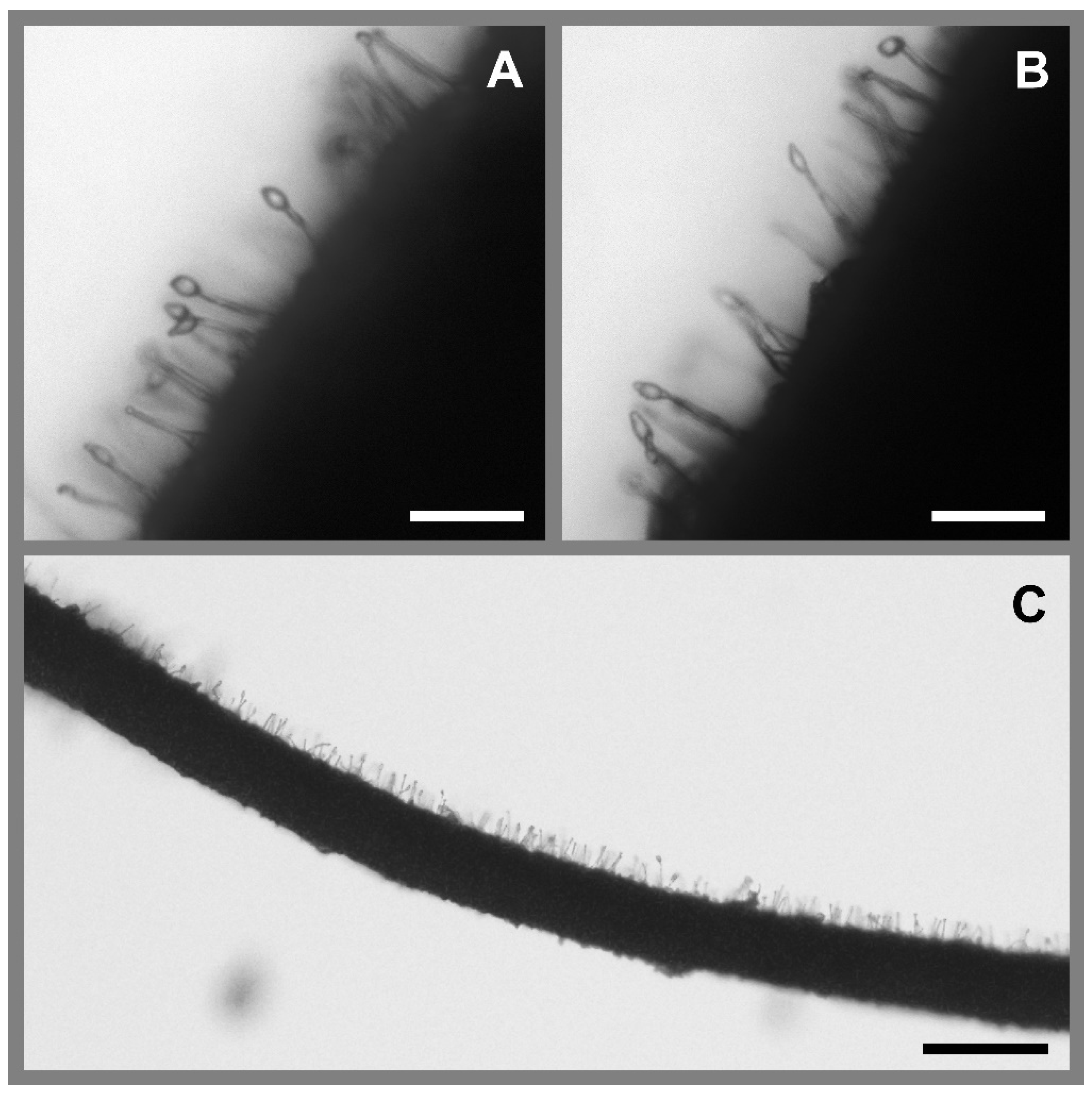 Insects 13 00922 g005