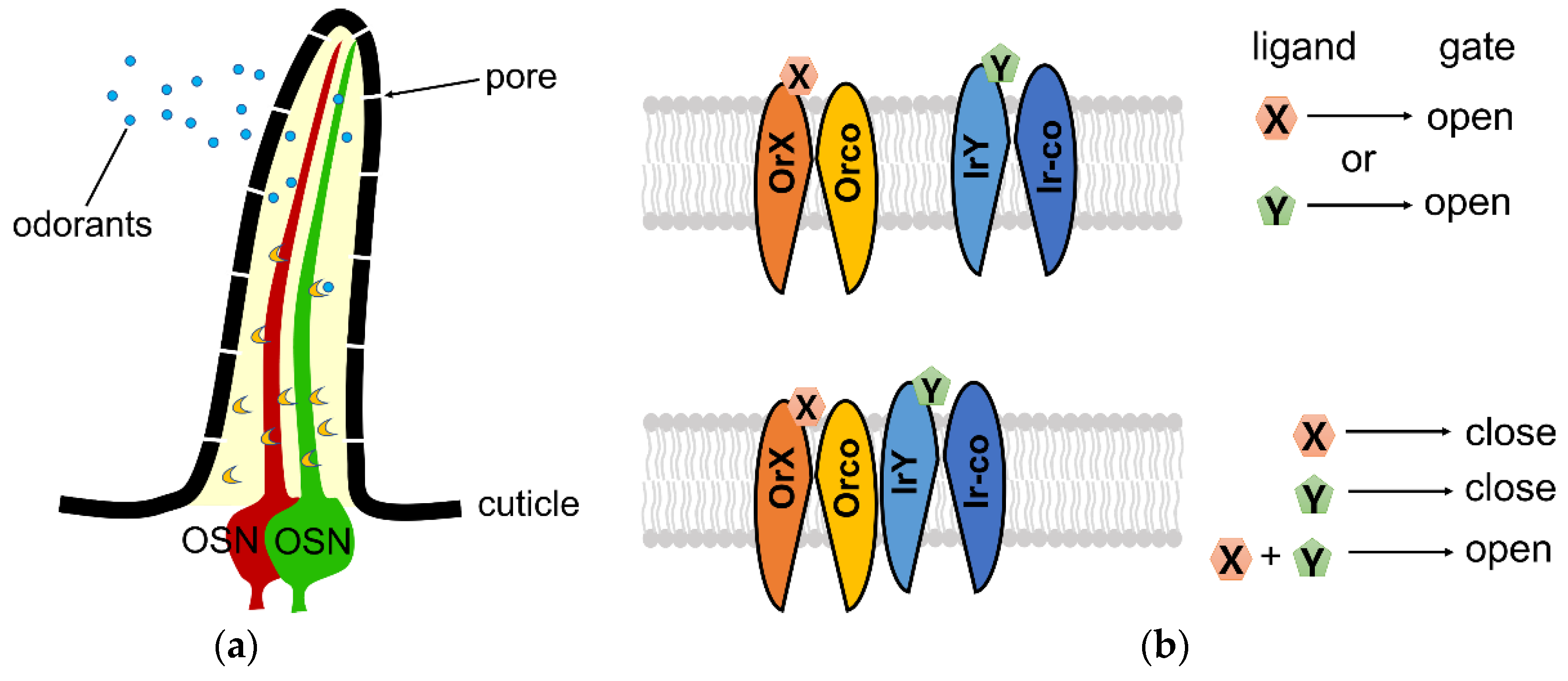 Insects 13 00926 g001