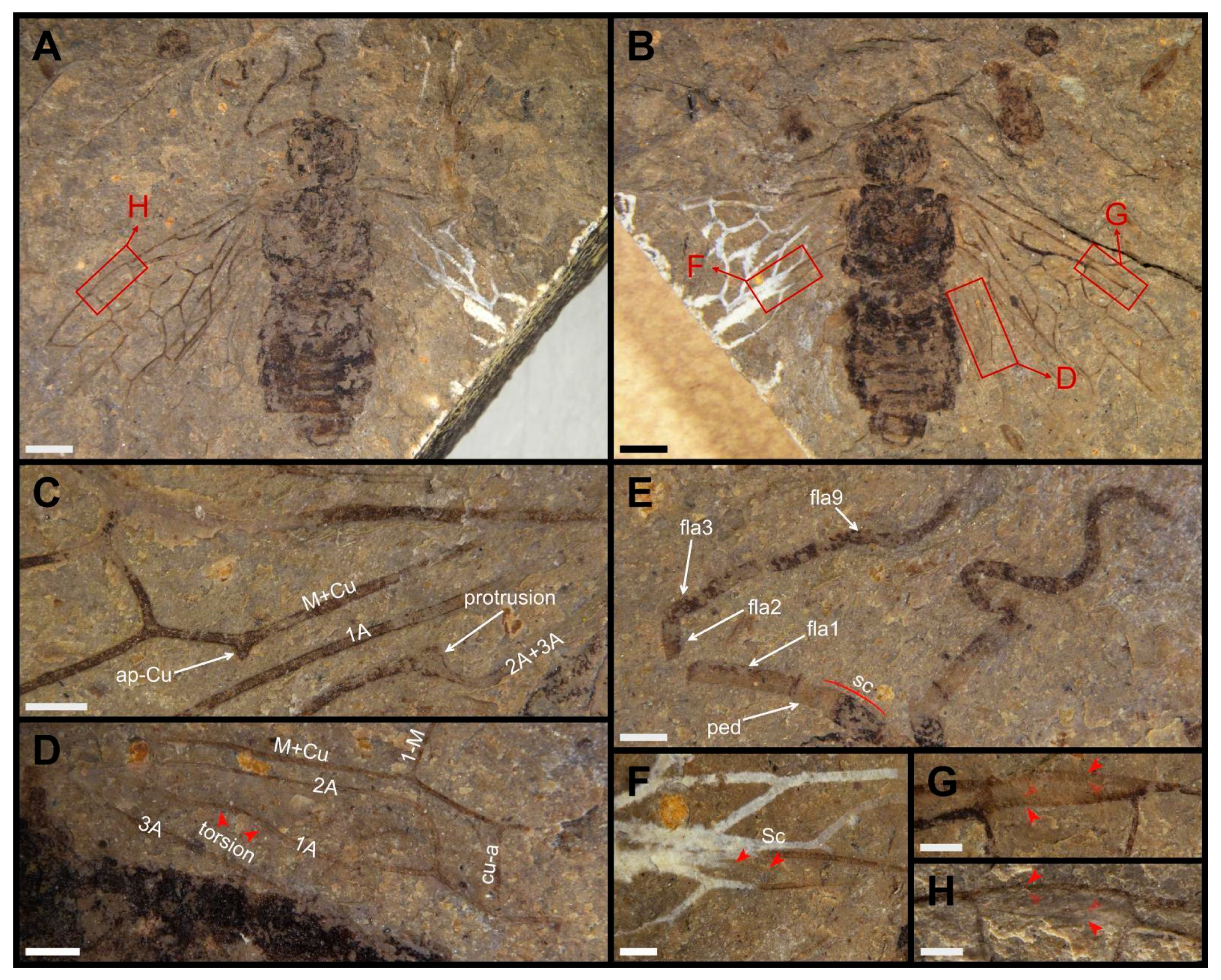 Insects 13 00947 g001