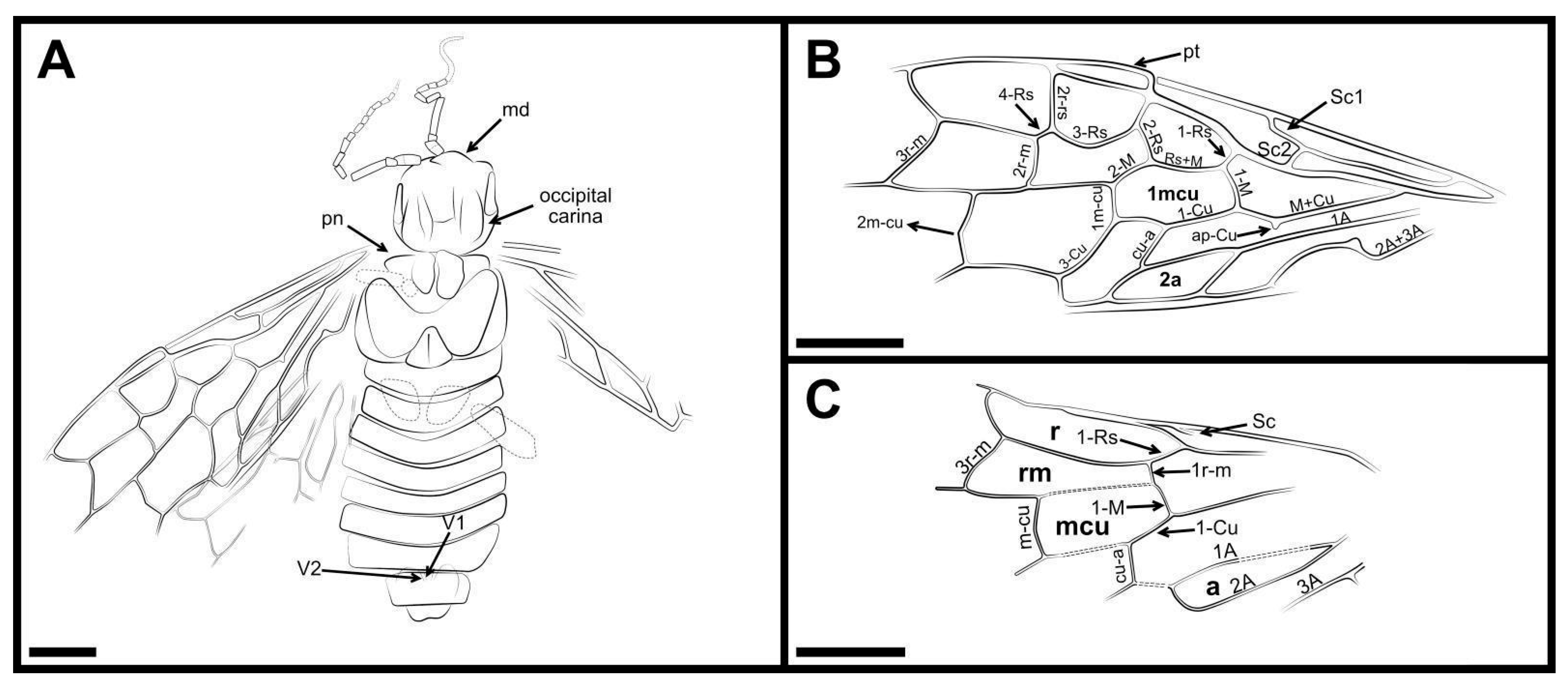 Insects 13 00947 g002
