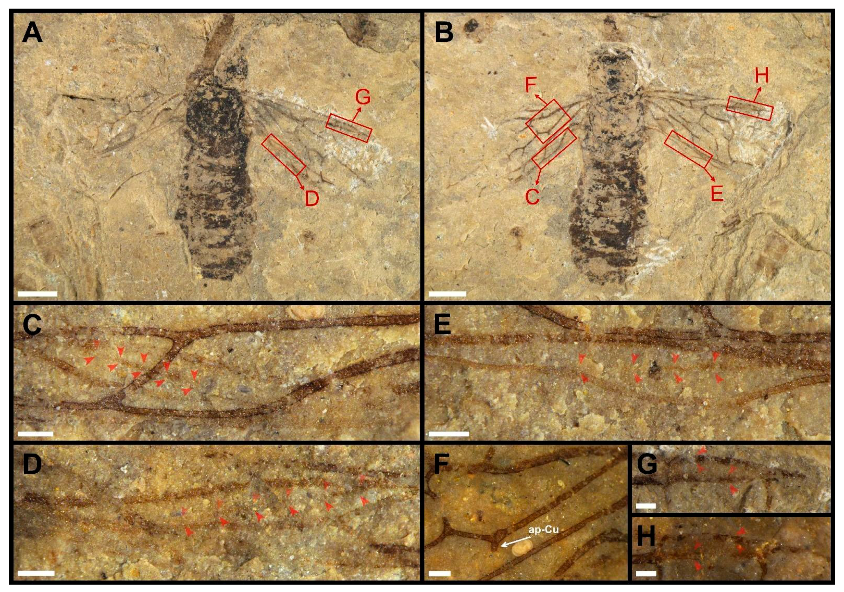 Insects 13 00947 g003