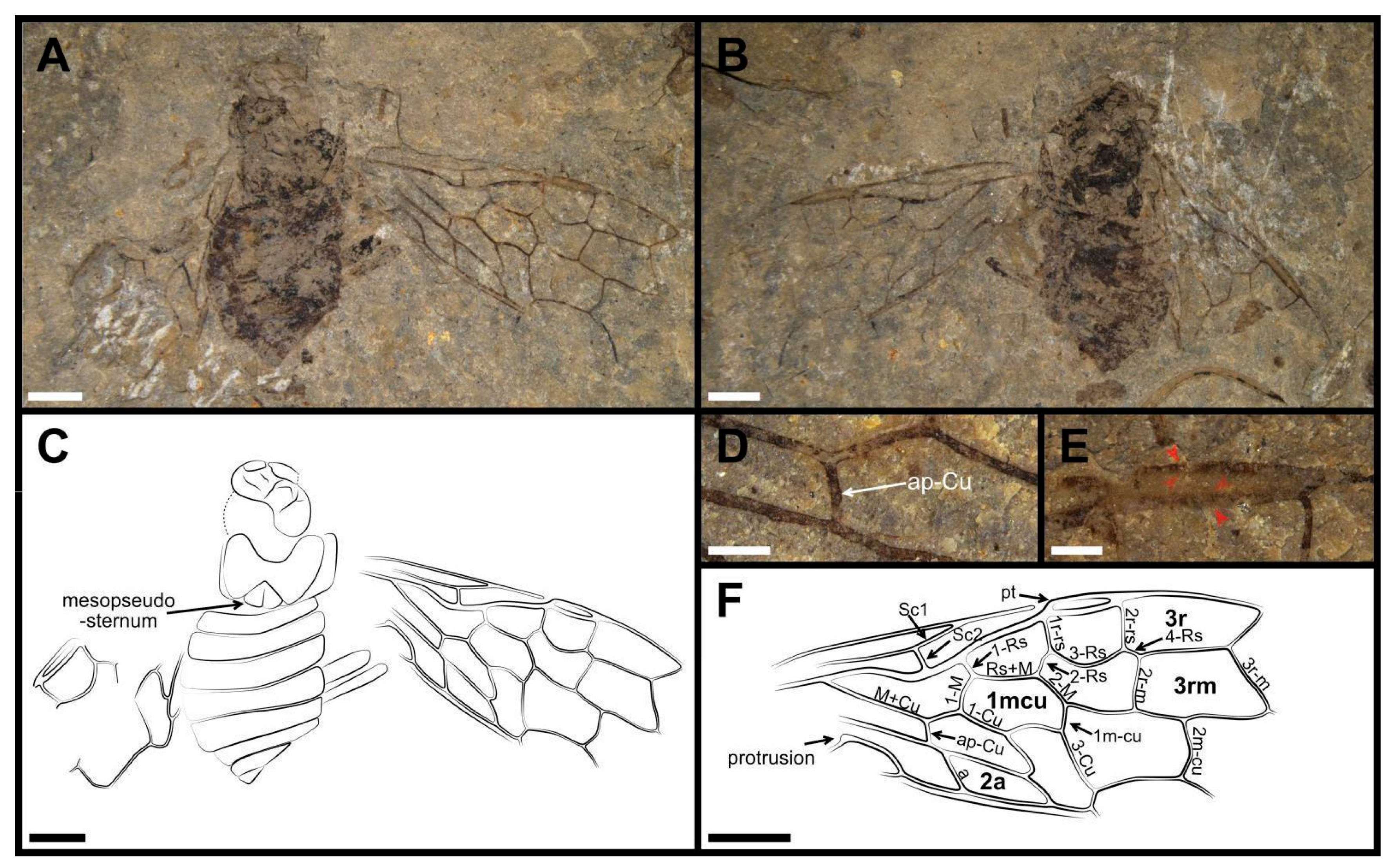 Insects 13 00947 g004