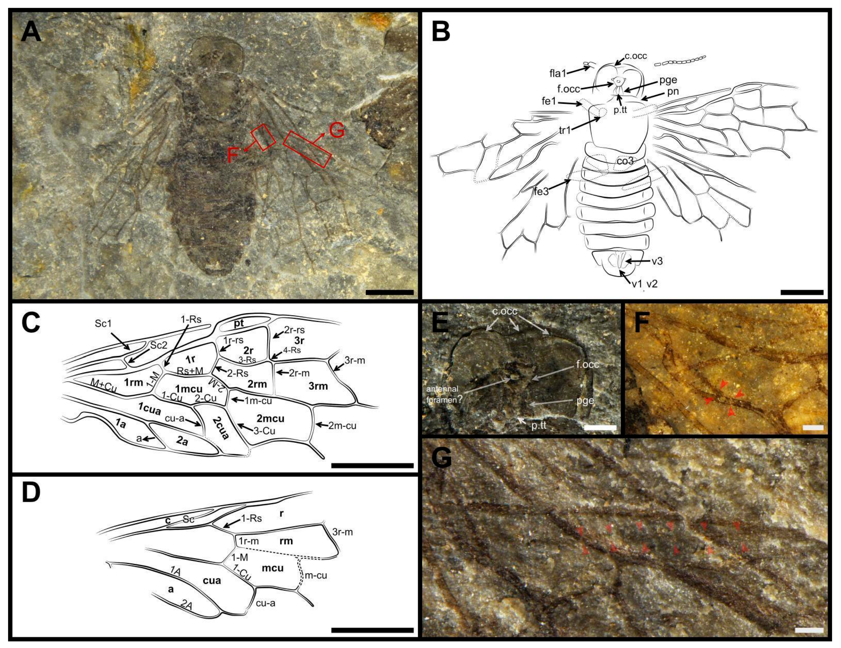 Insects 13 00947 g005