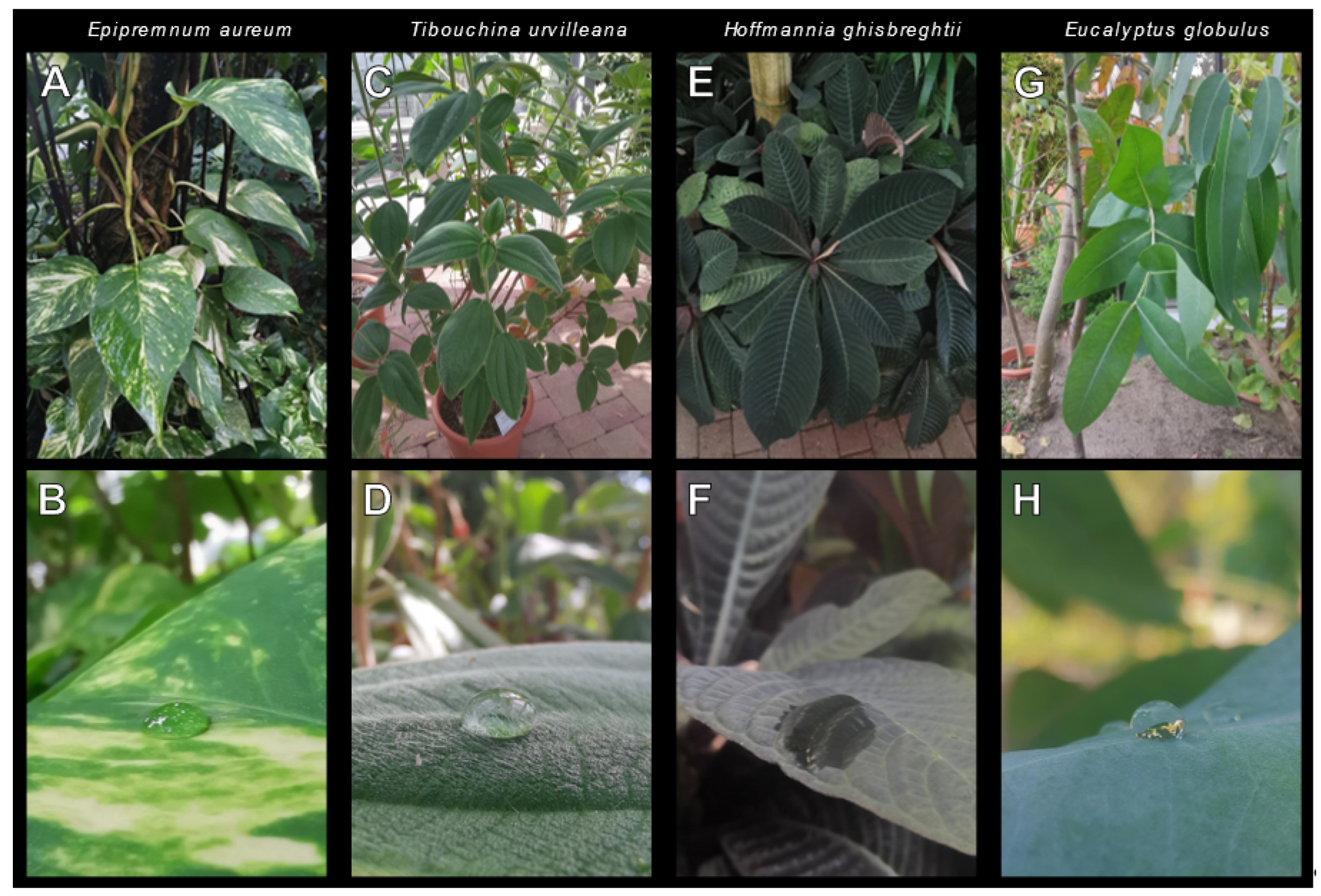 Insects 13 00952 g002