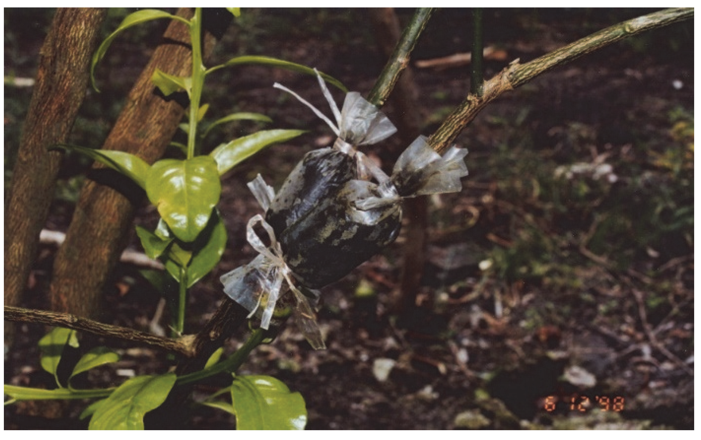 Insects 13 00960 g001