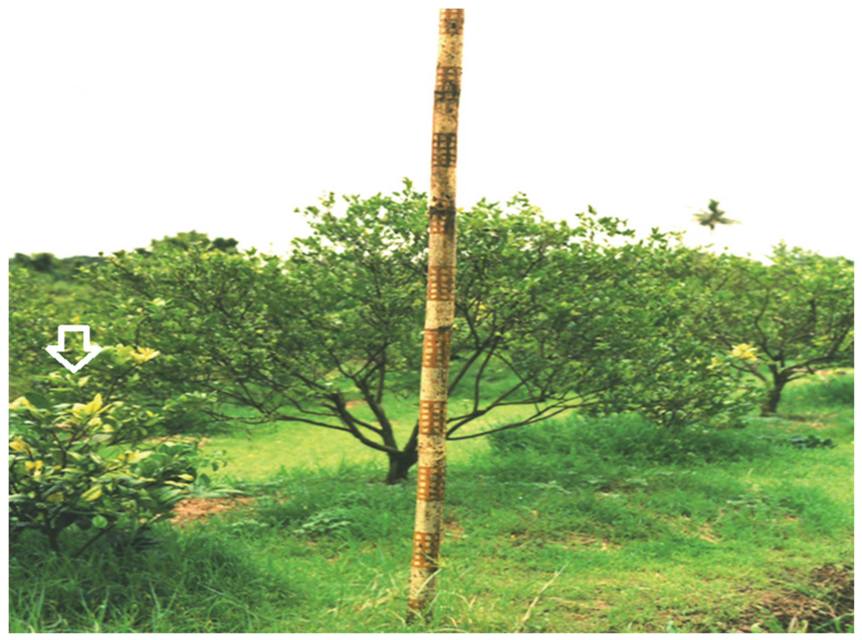 Insects 13 00960 g002