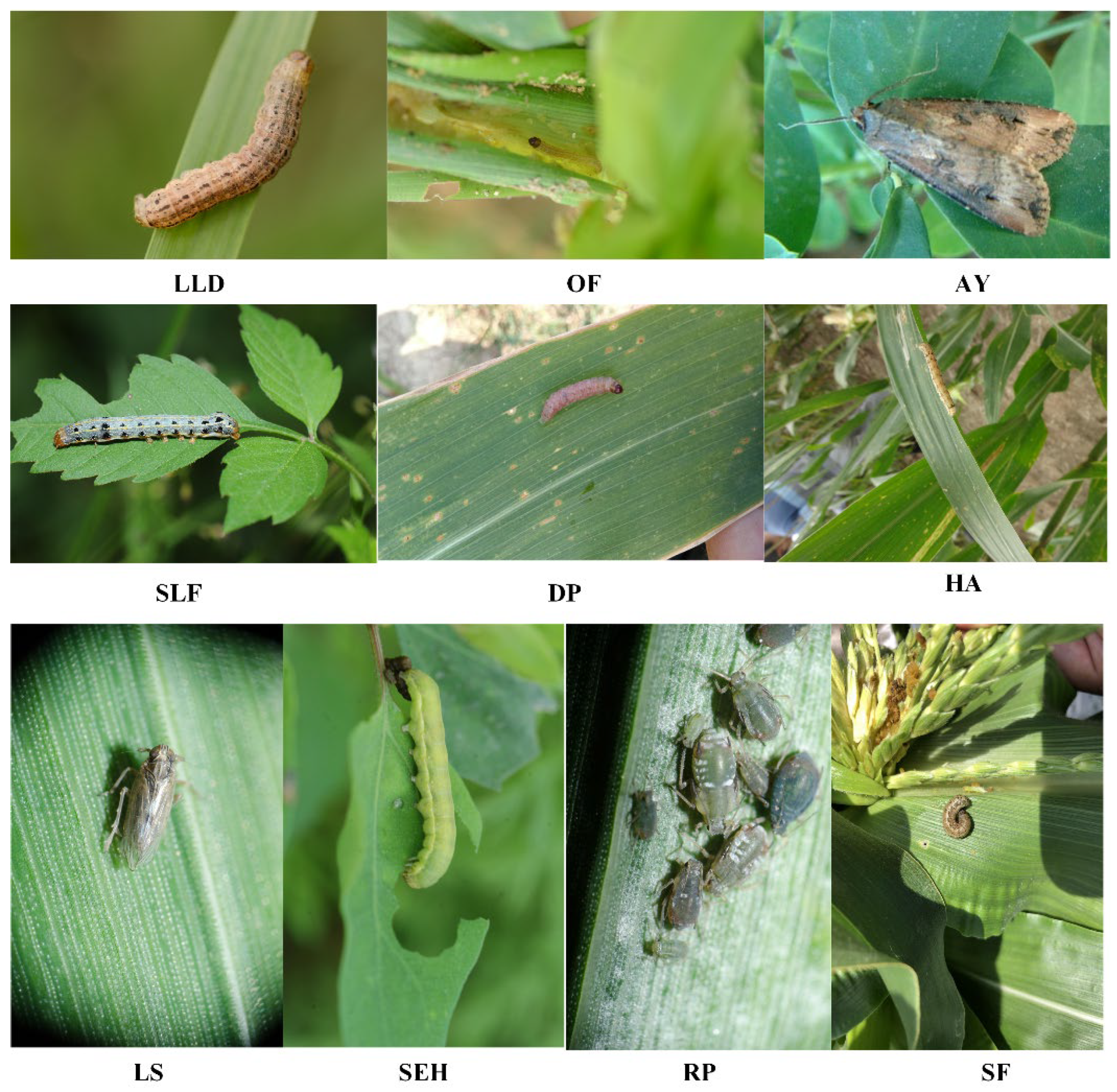 Insects 13 00978 g001