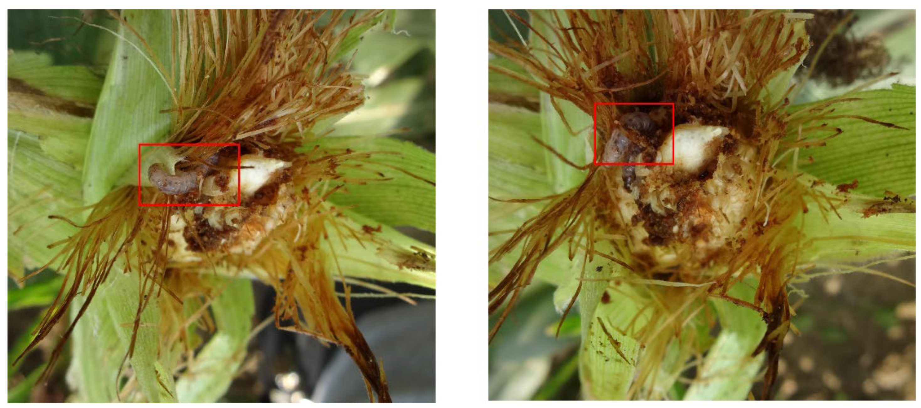 Insects 13 00978 g004