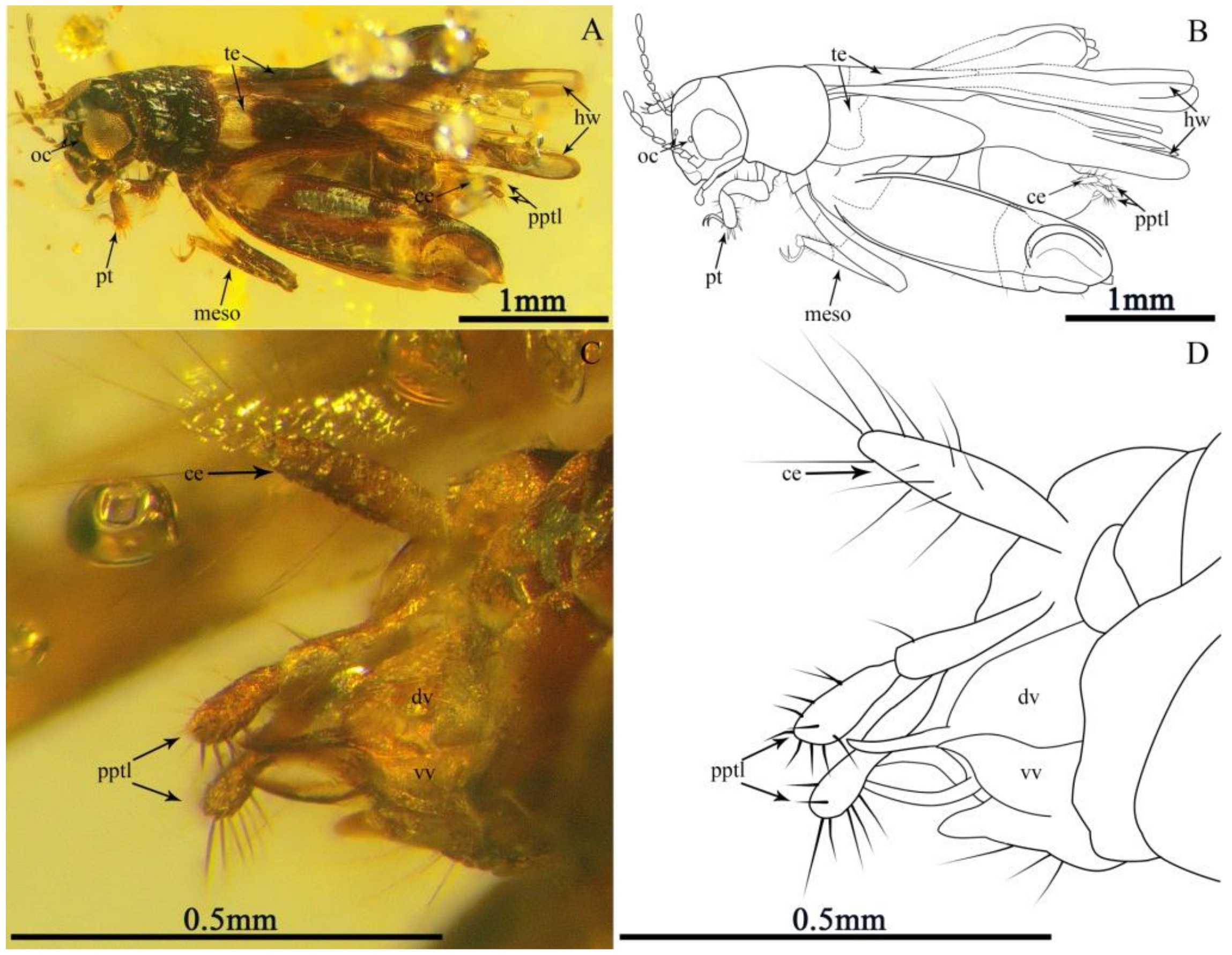 Insects 13 00979 g001