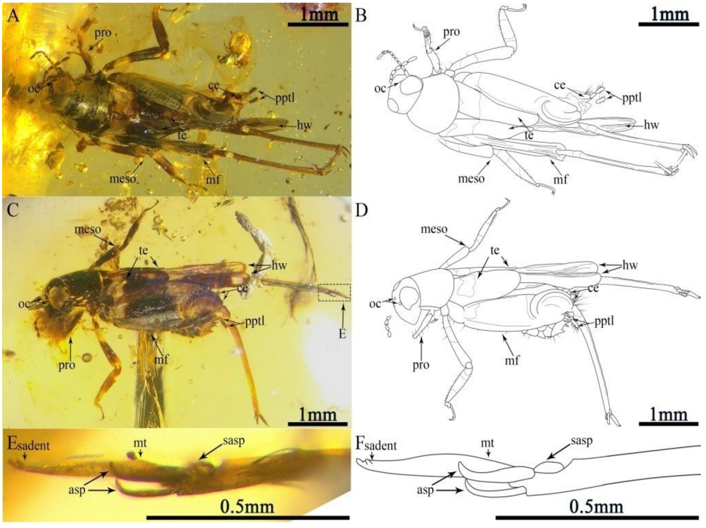 Insects 13 00979 g002