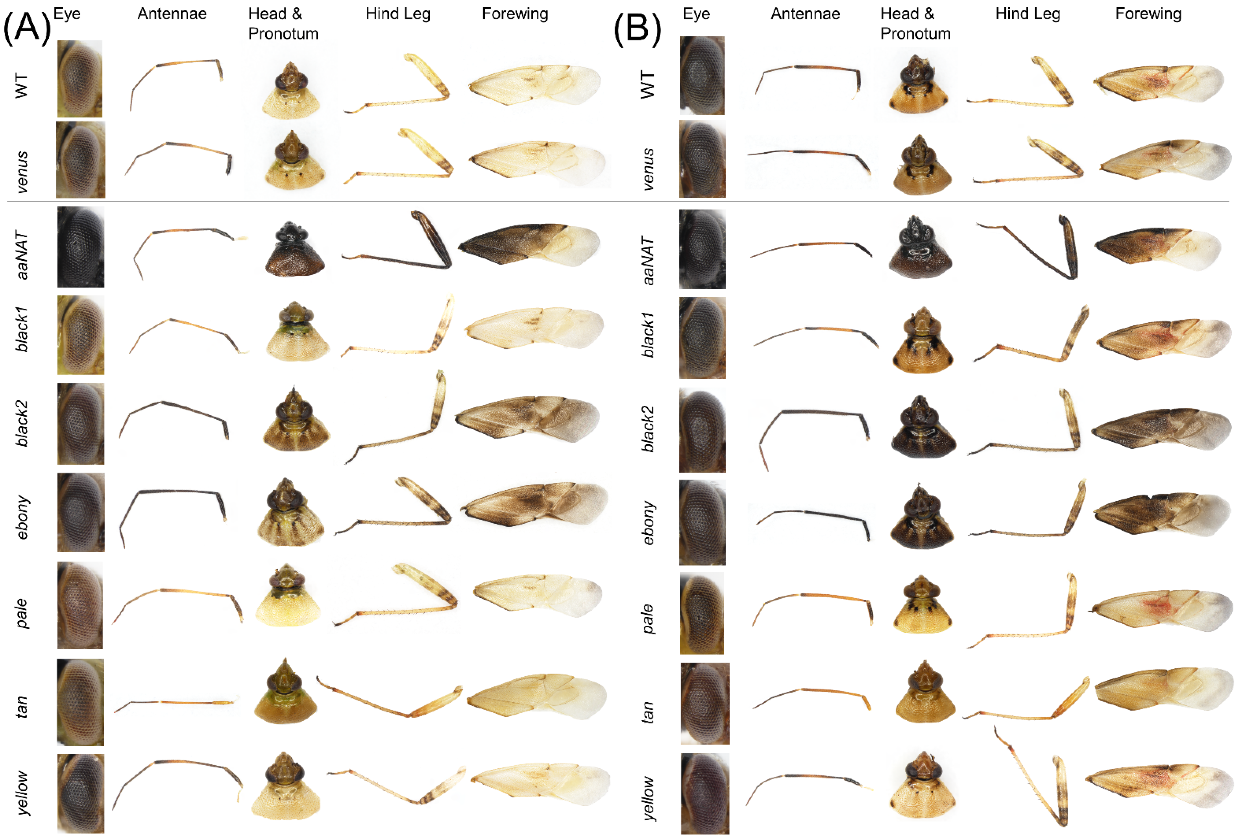 Insects 13 00986 g007