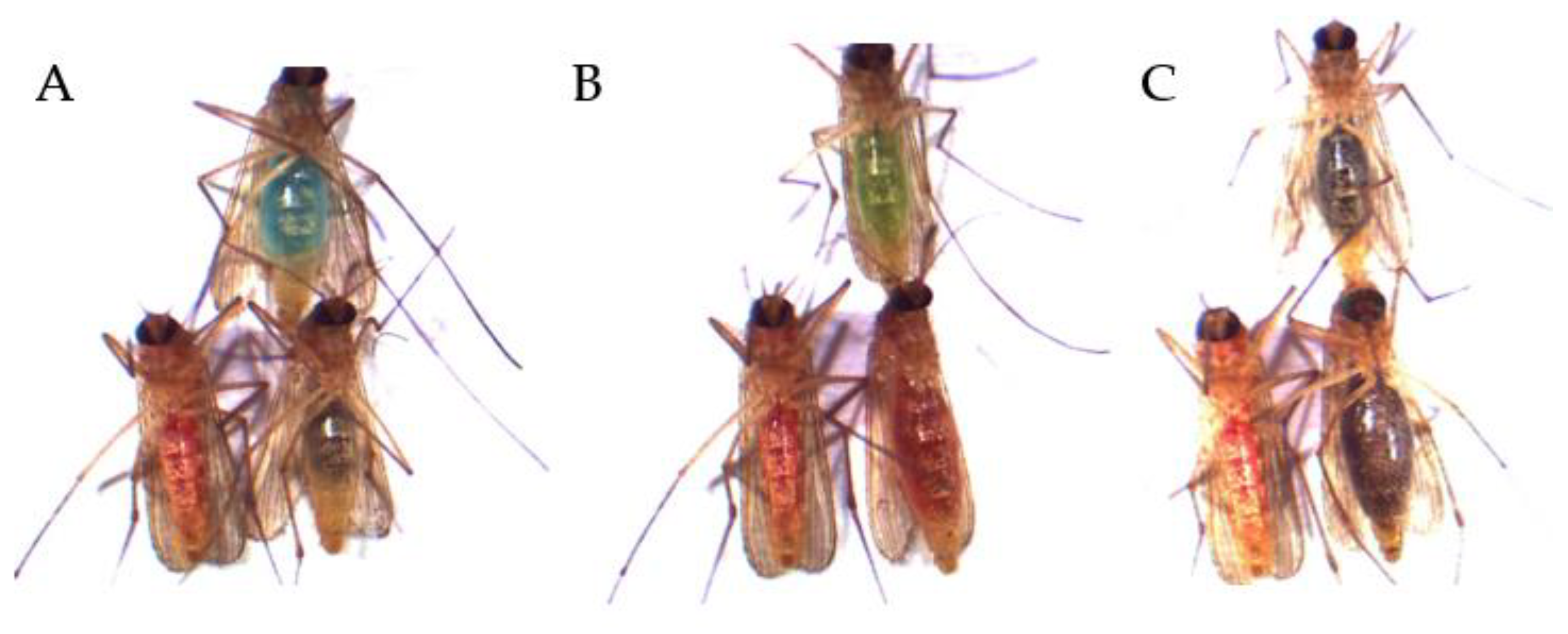 Insects 13 00993 g005