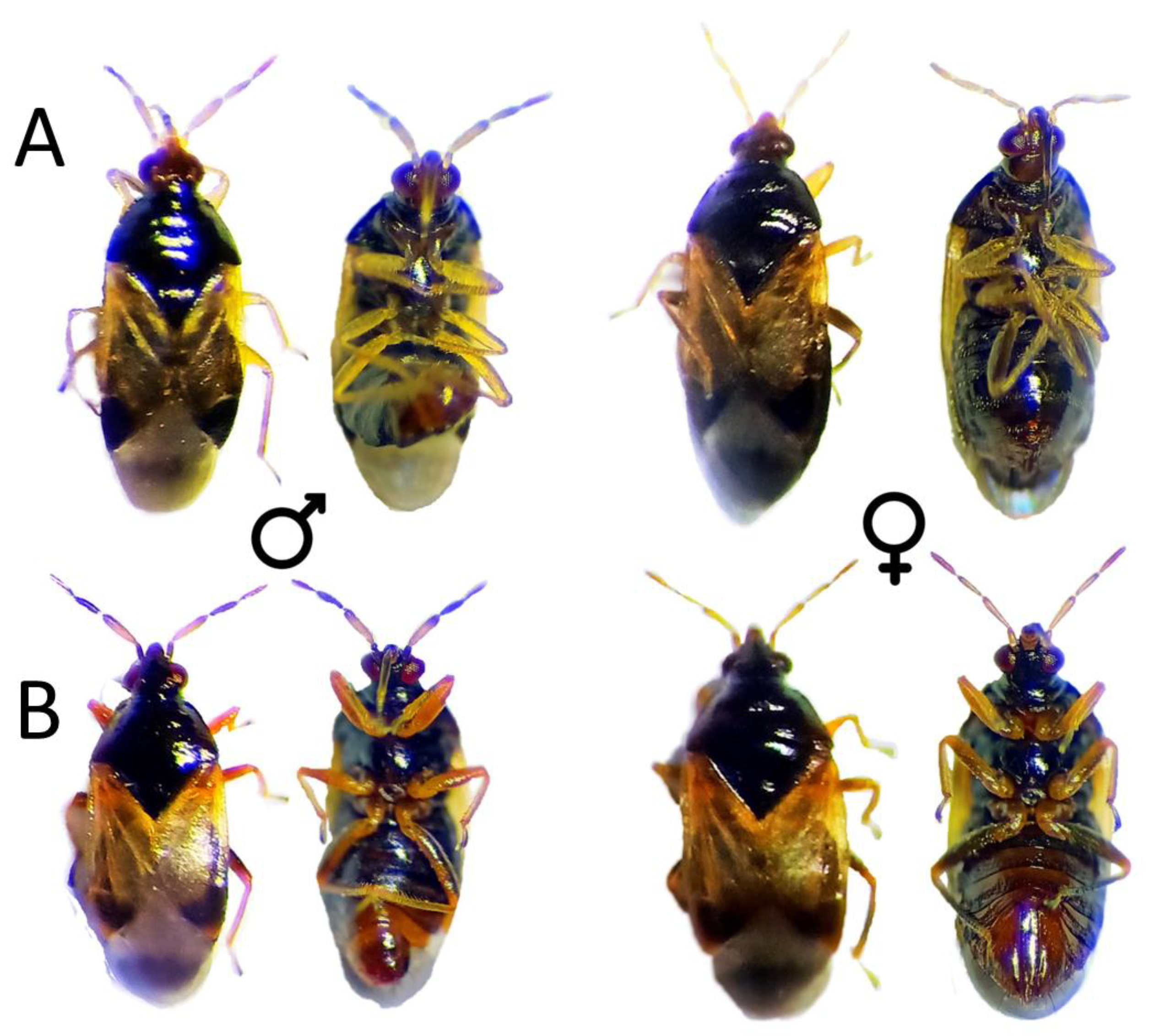 Insects 13 00996 g002