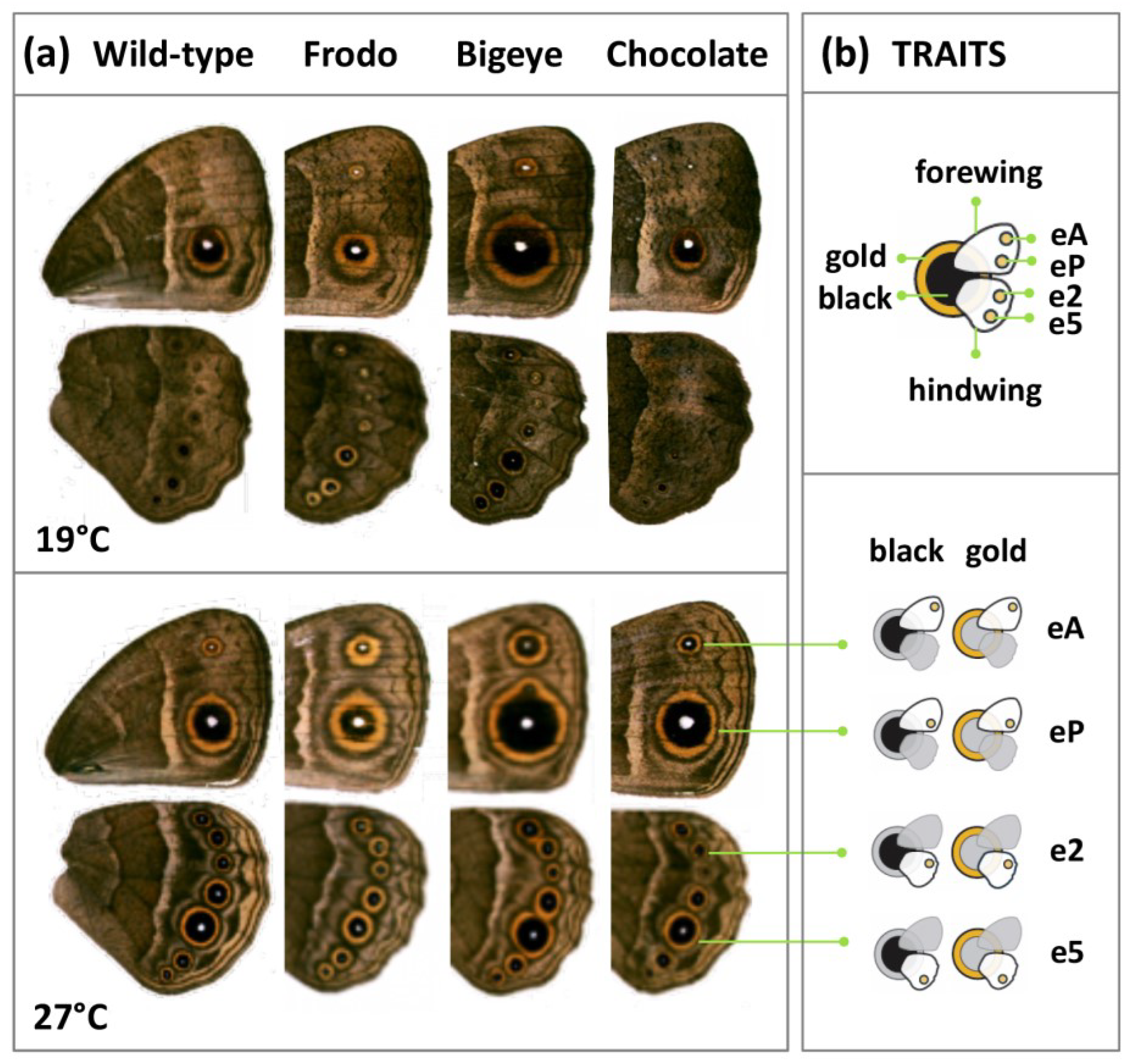 Insects 13 01000 g001