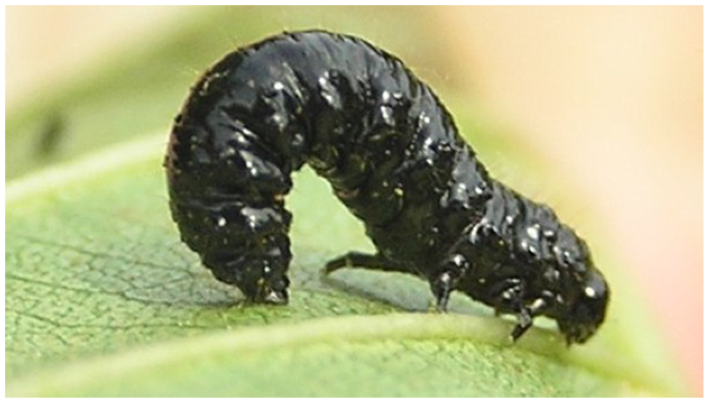 Insects 13 01001 g004