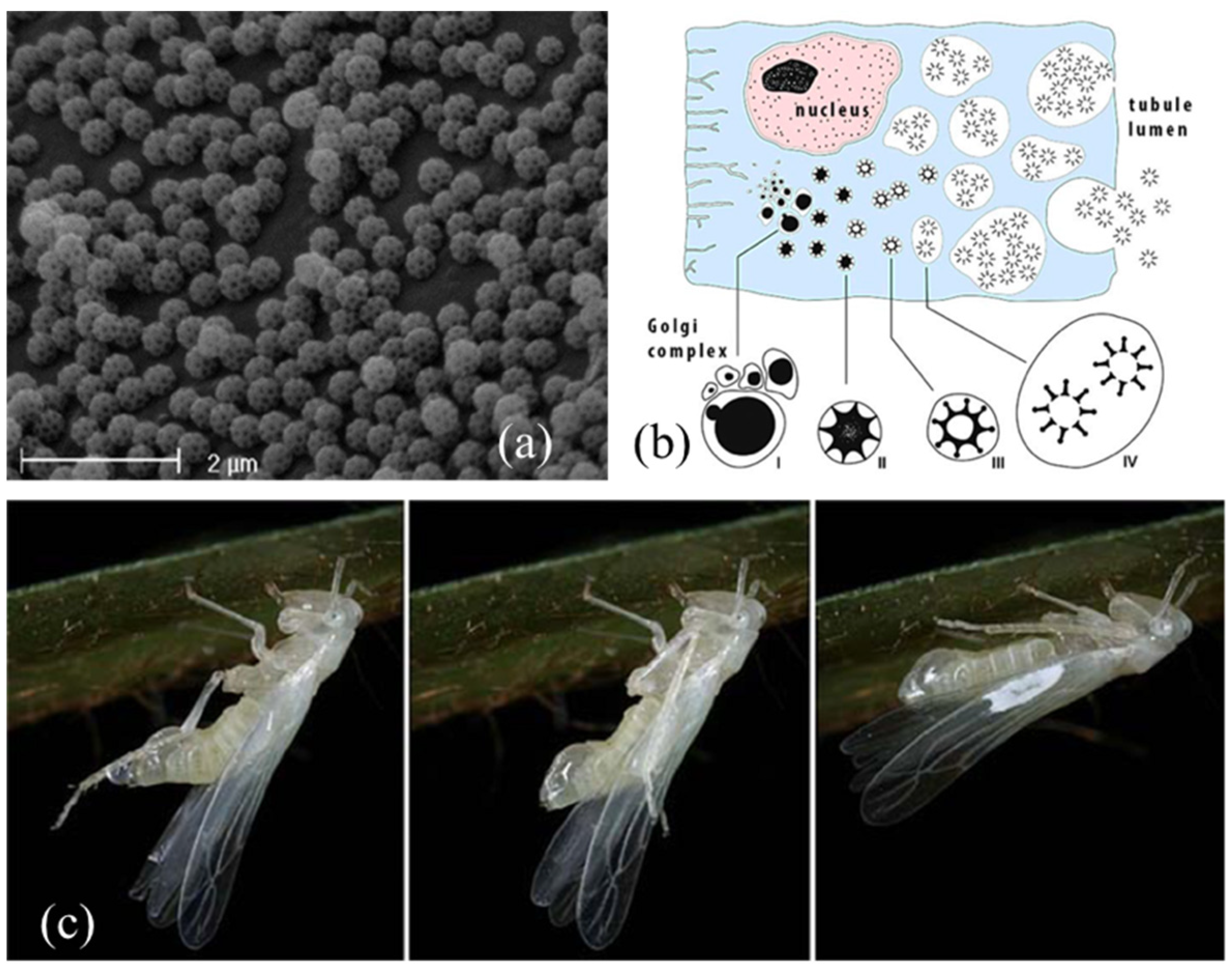 Insects 13 01001 g005