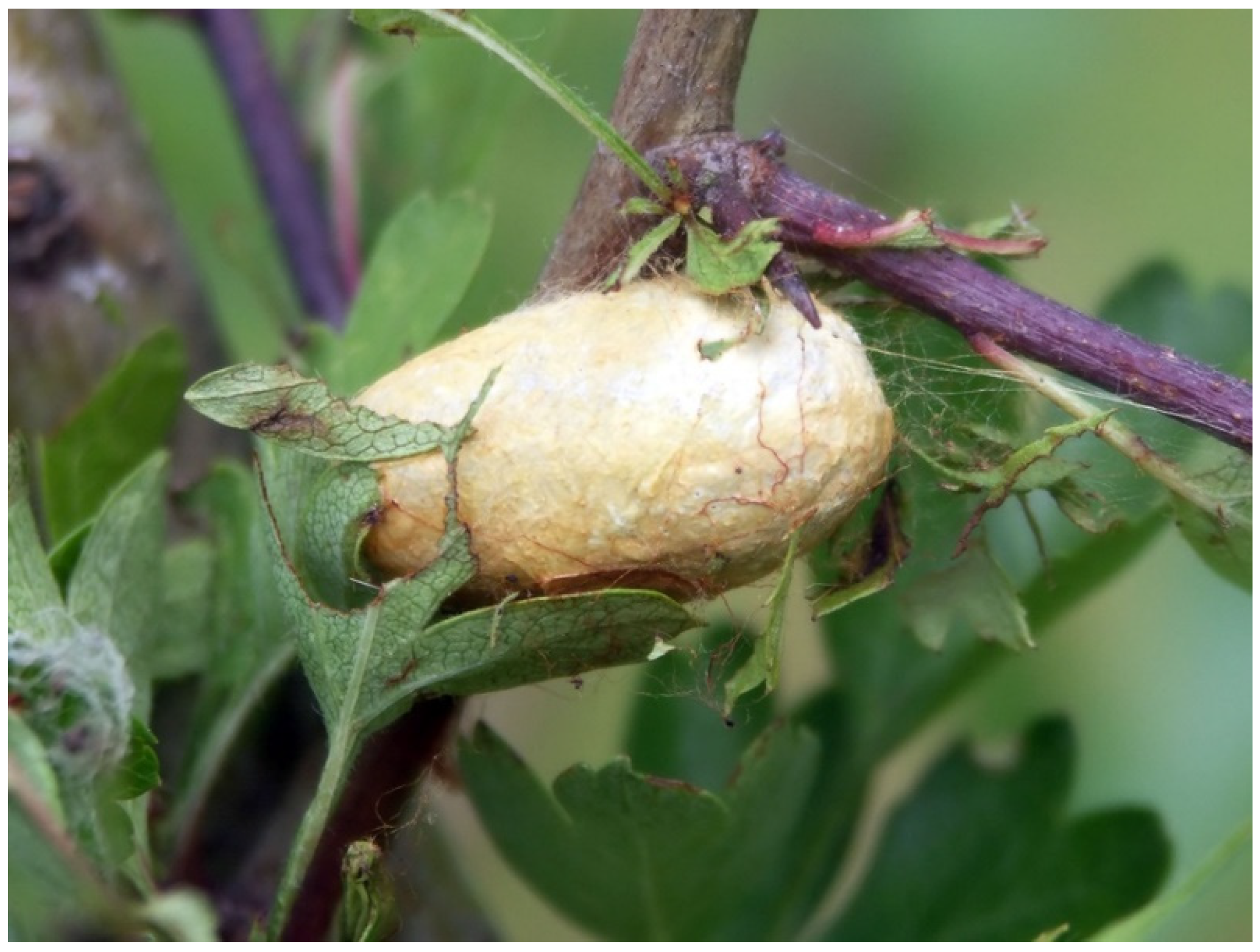 Insects 13 01001 g007