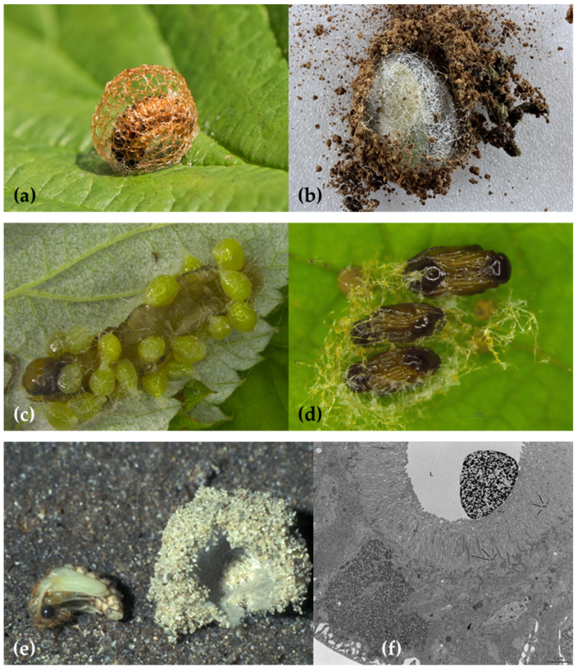 Insects 13 01001 g009