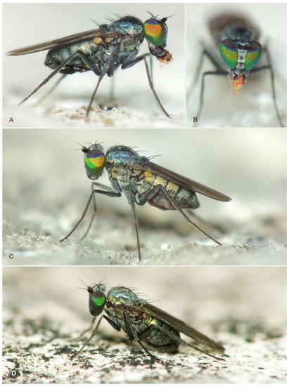 Insects 13 01012 g001