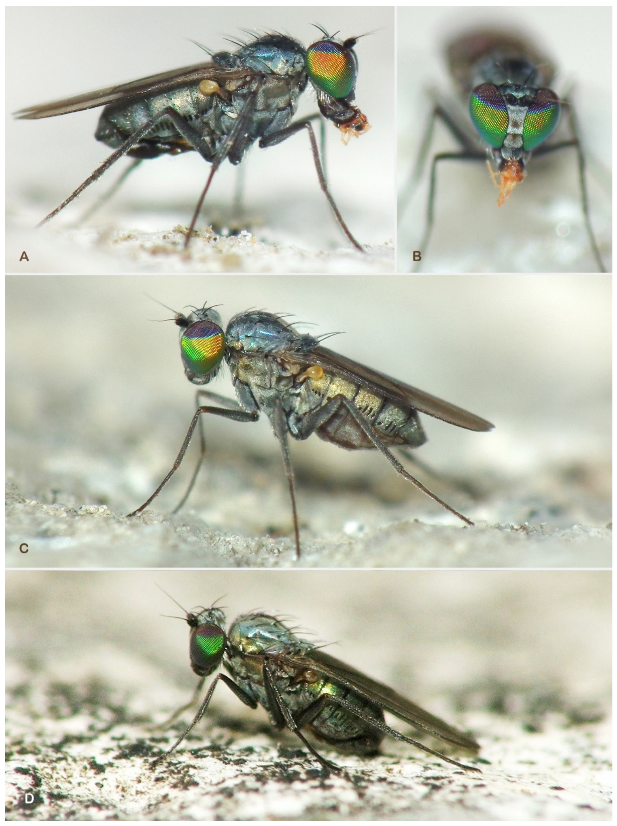 Insects 13 01012 g001