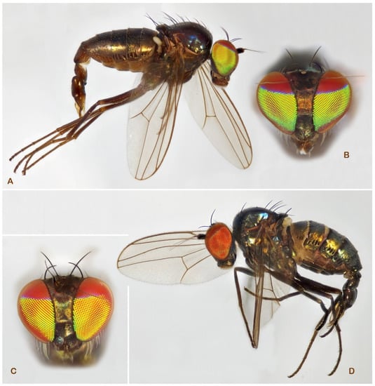 Insects 13 01012 g003