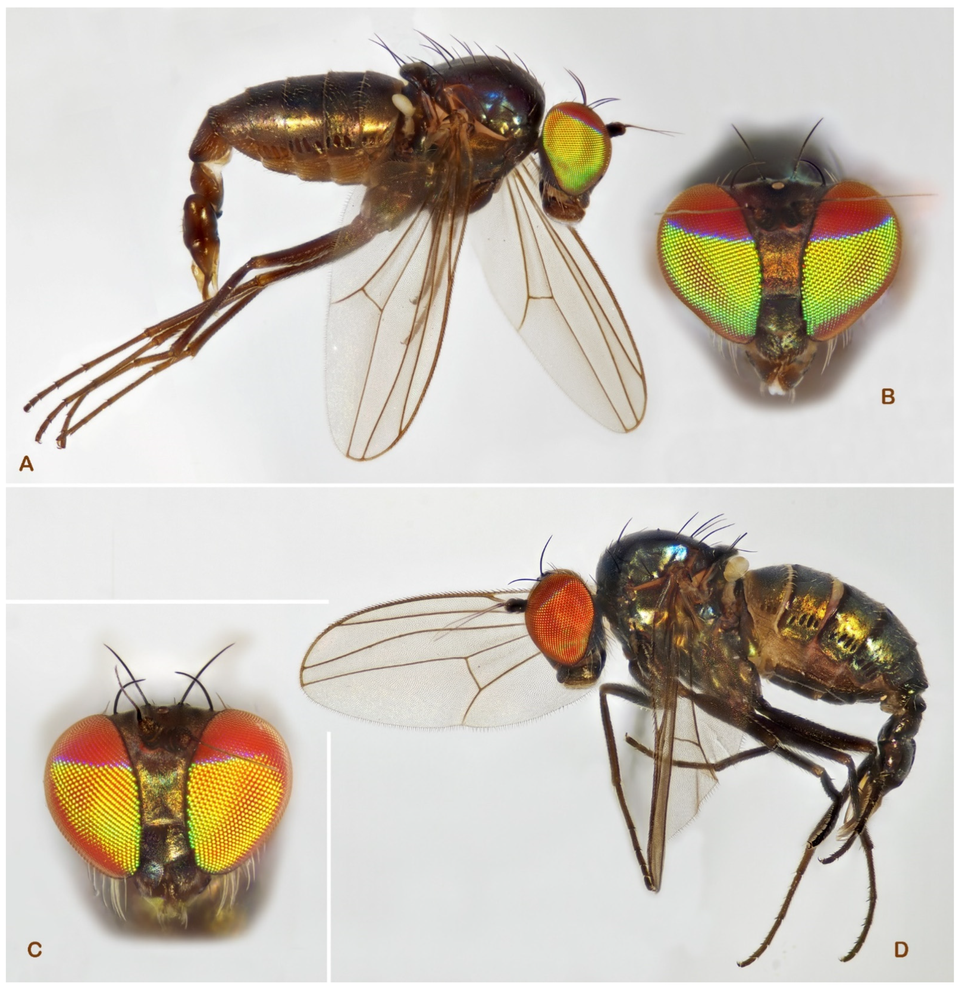 Insects 13 01012 g003