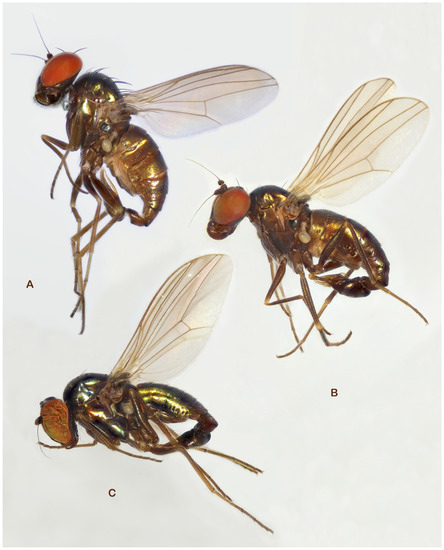 Insects 13 01012 g006