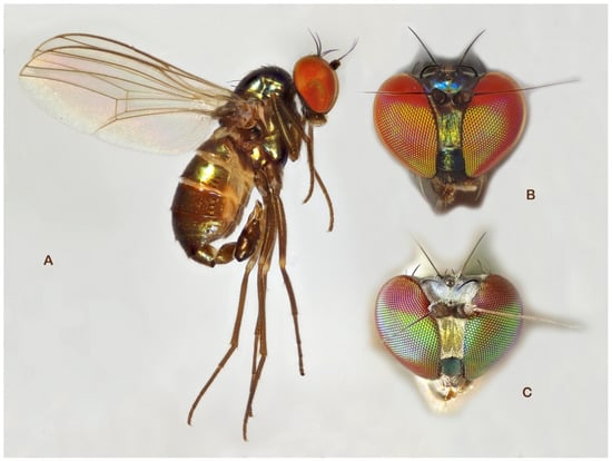 Insects 13 01012 g008