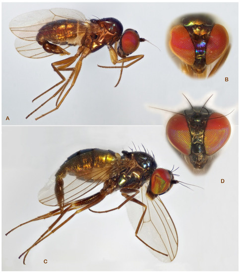 Insects 13 01012 g010