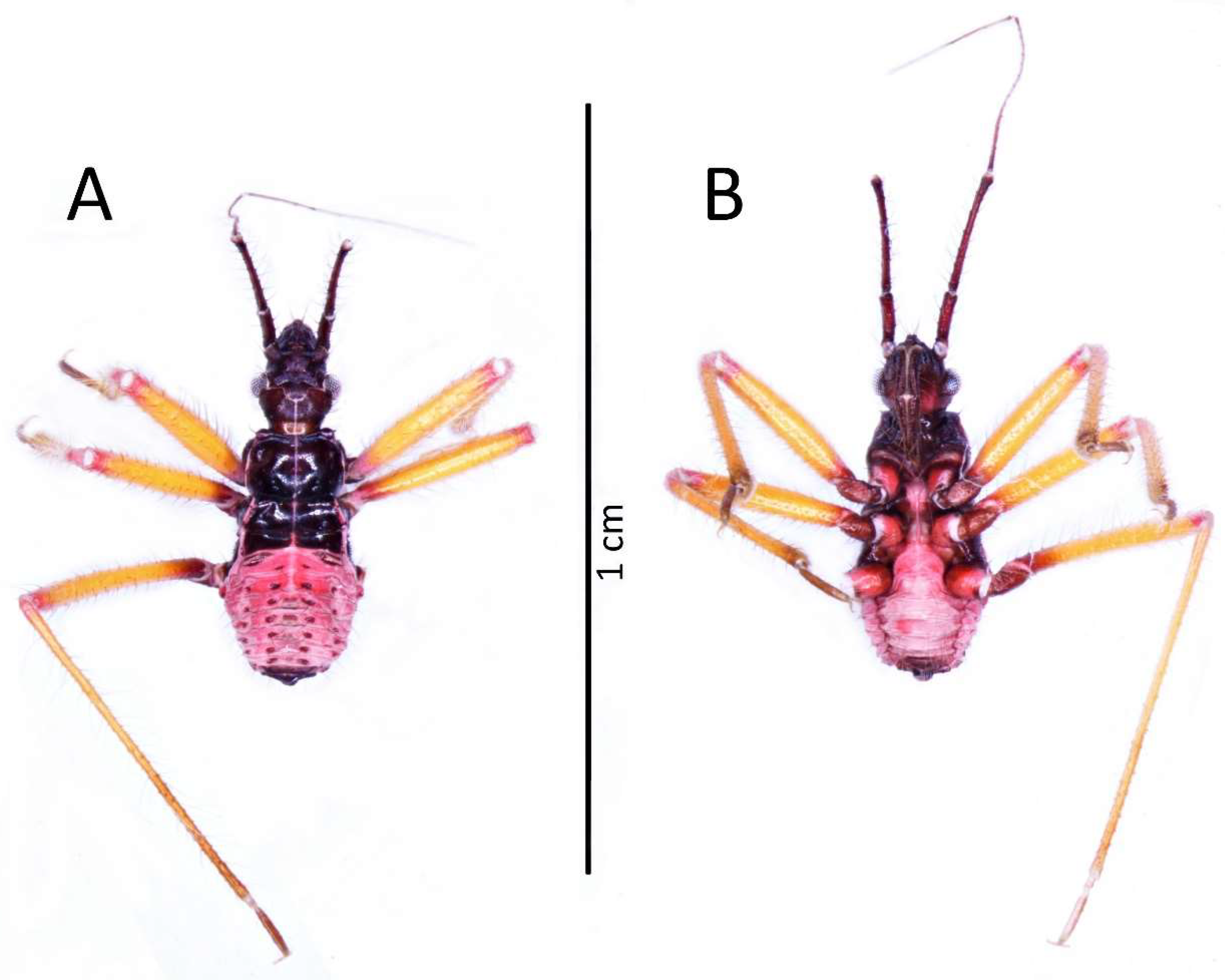 Insects 13 01014 g003