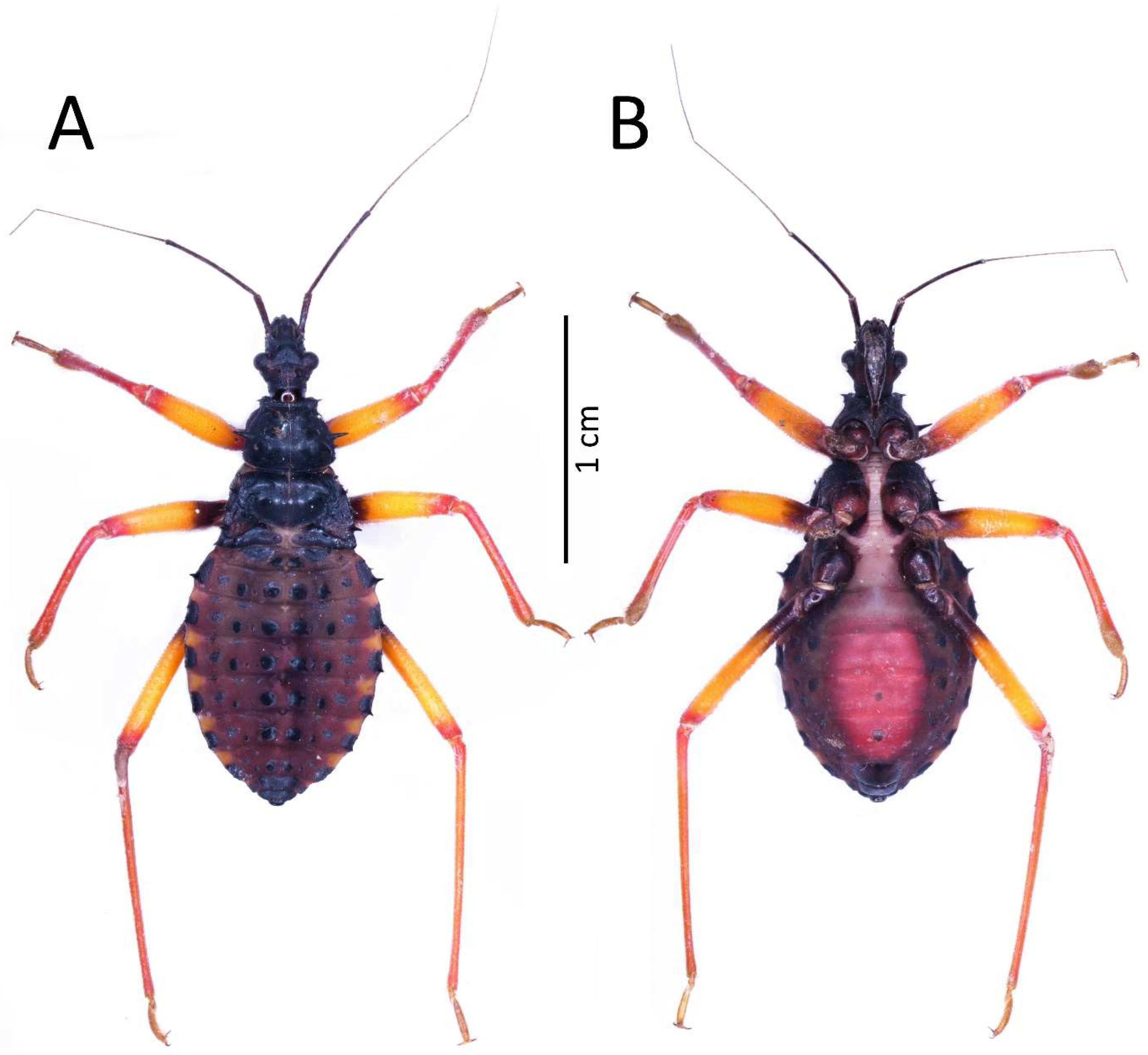 Insects 13 01014 g011