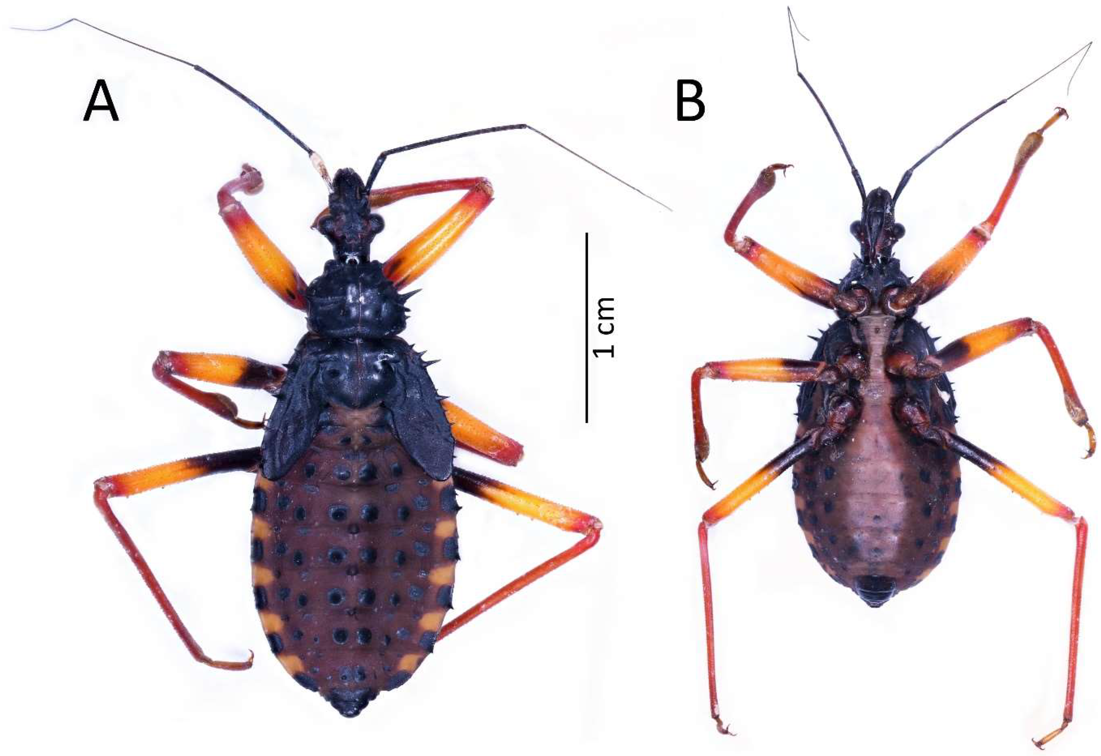 Insects 13 01014 g013